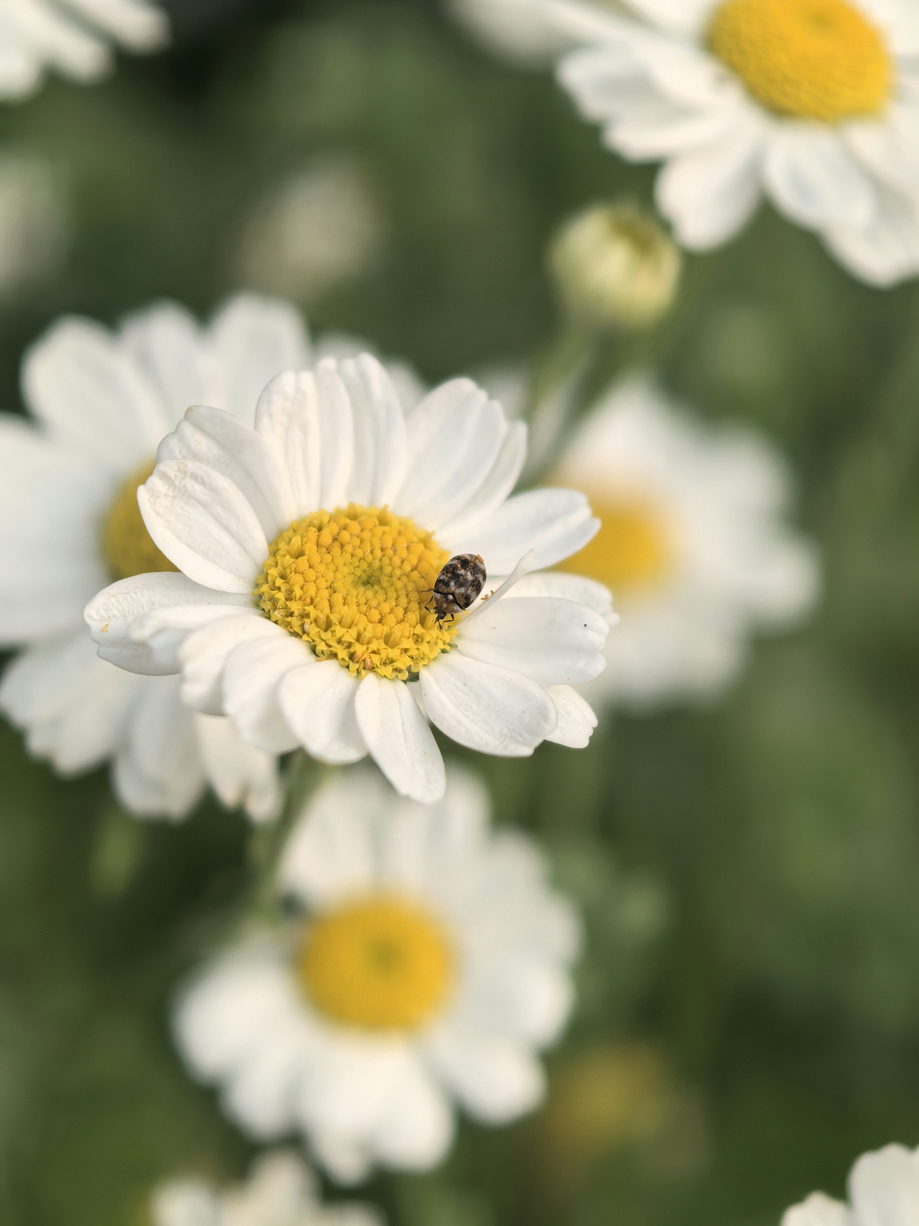 Photo by lisakvictor