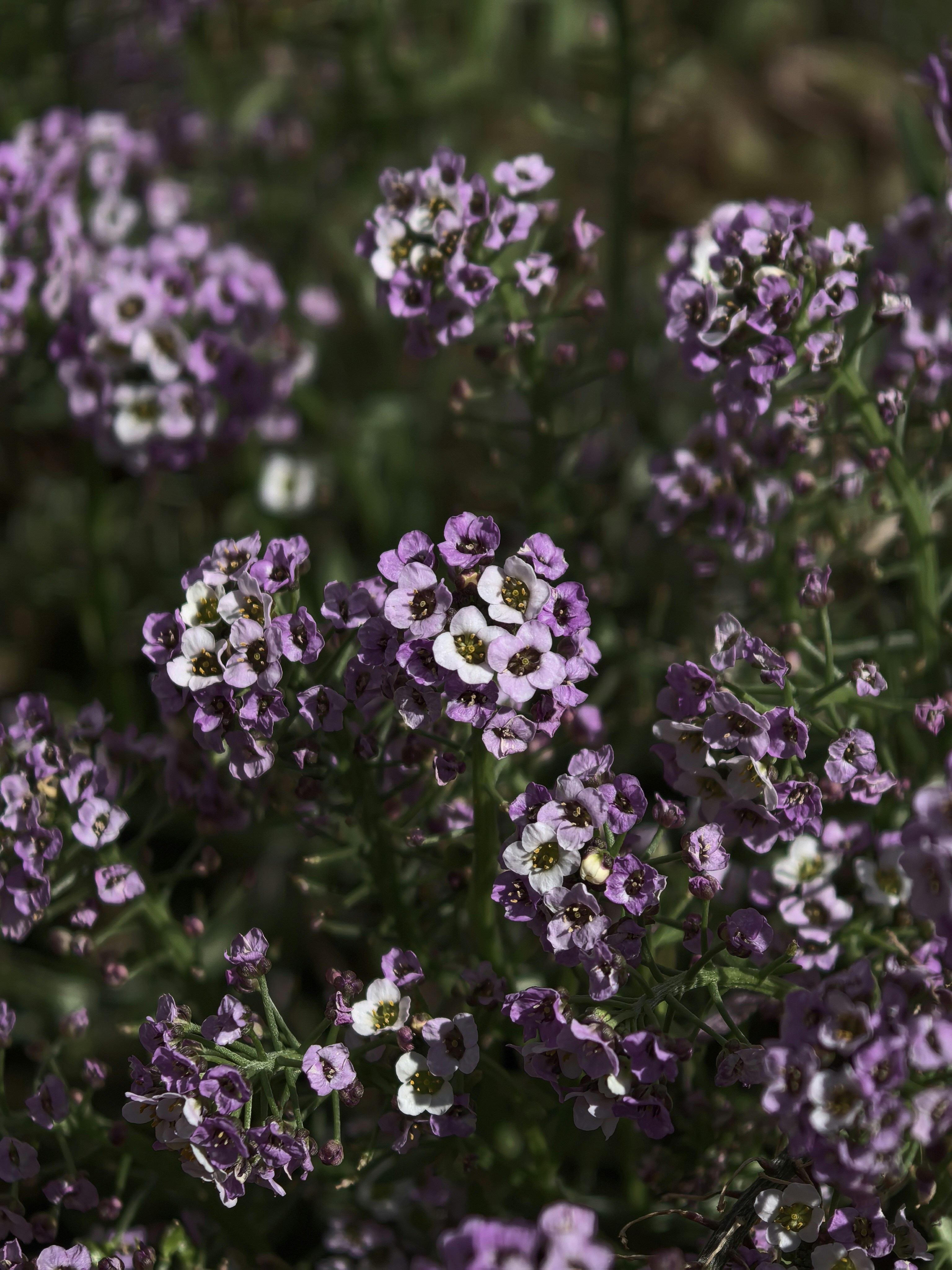 Photo by lisakvictor