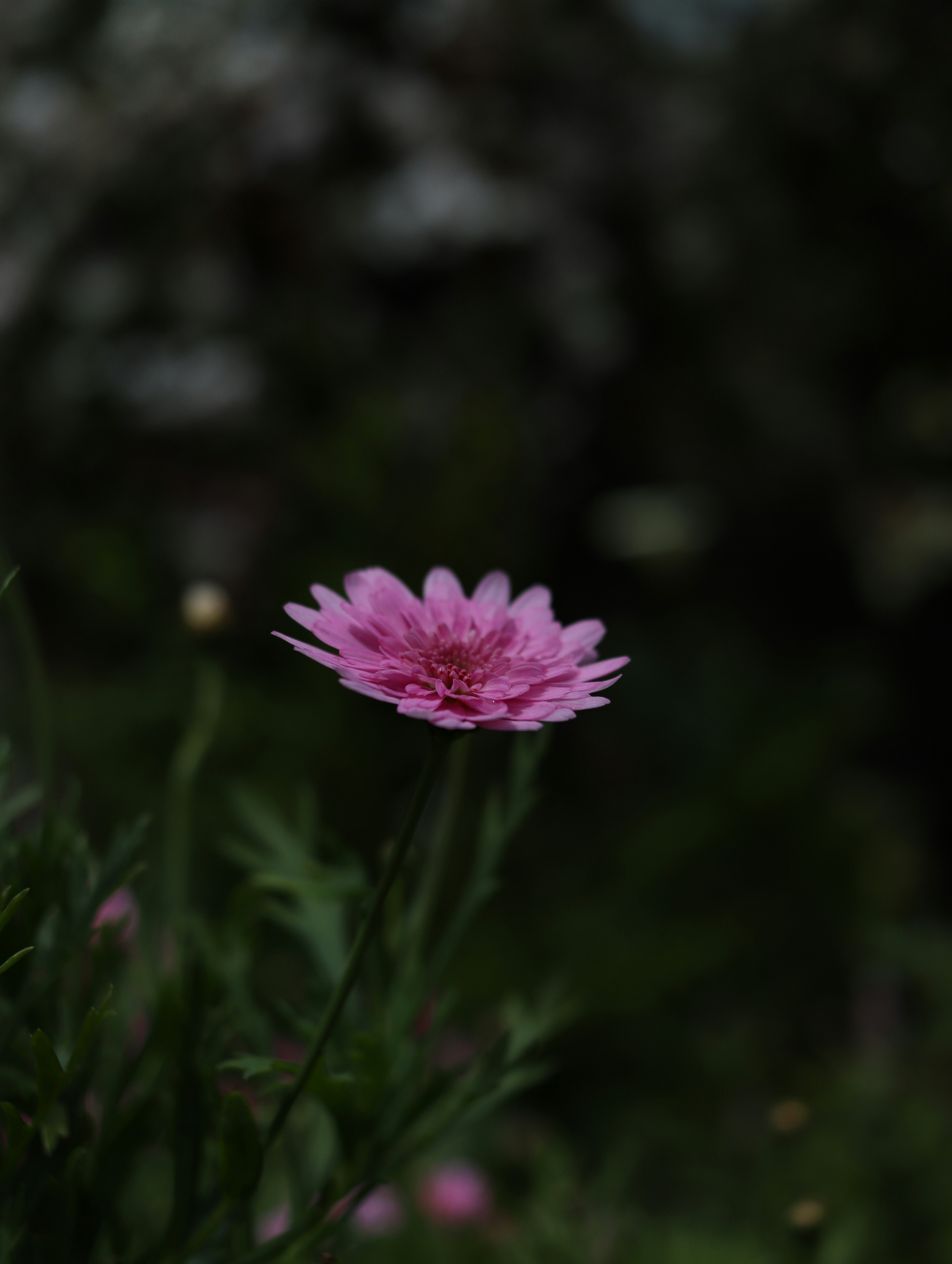 Photo by lisakvictor