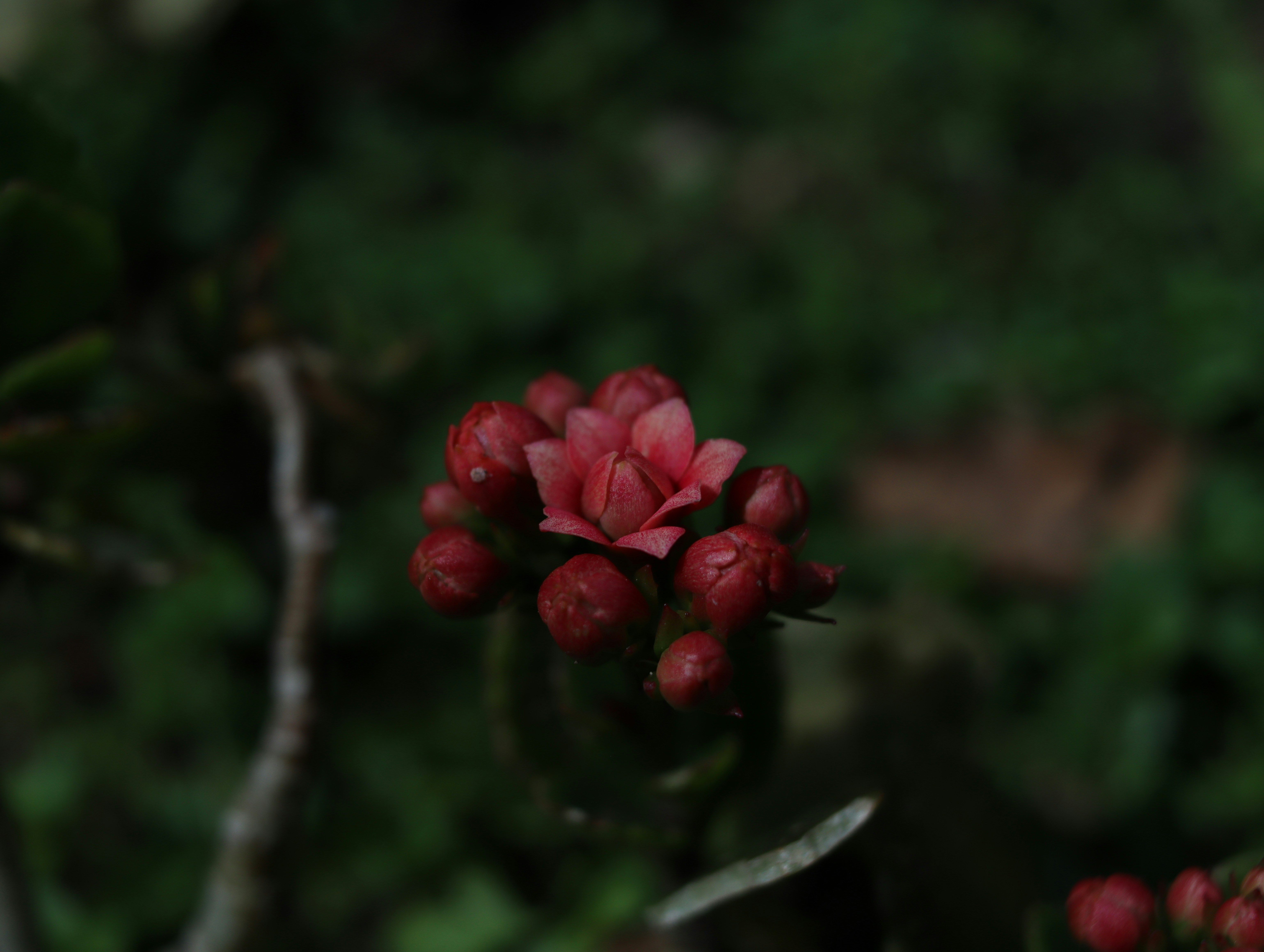 Photo by lisakvictor