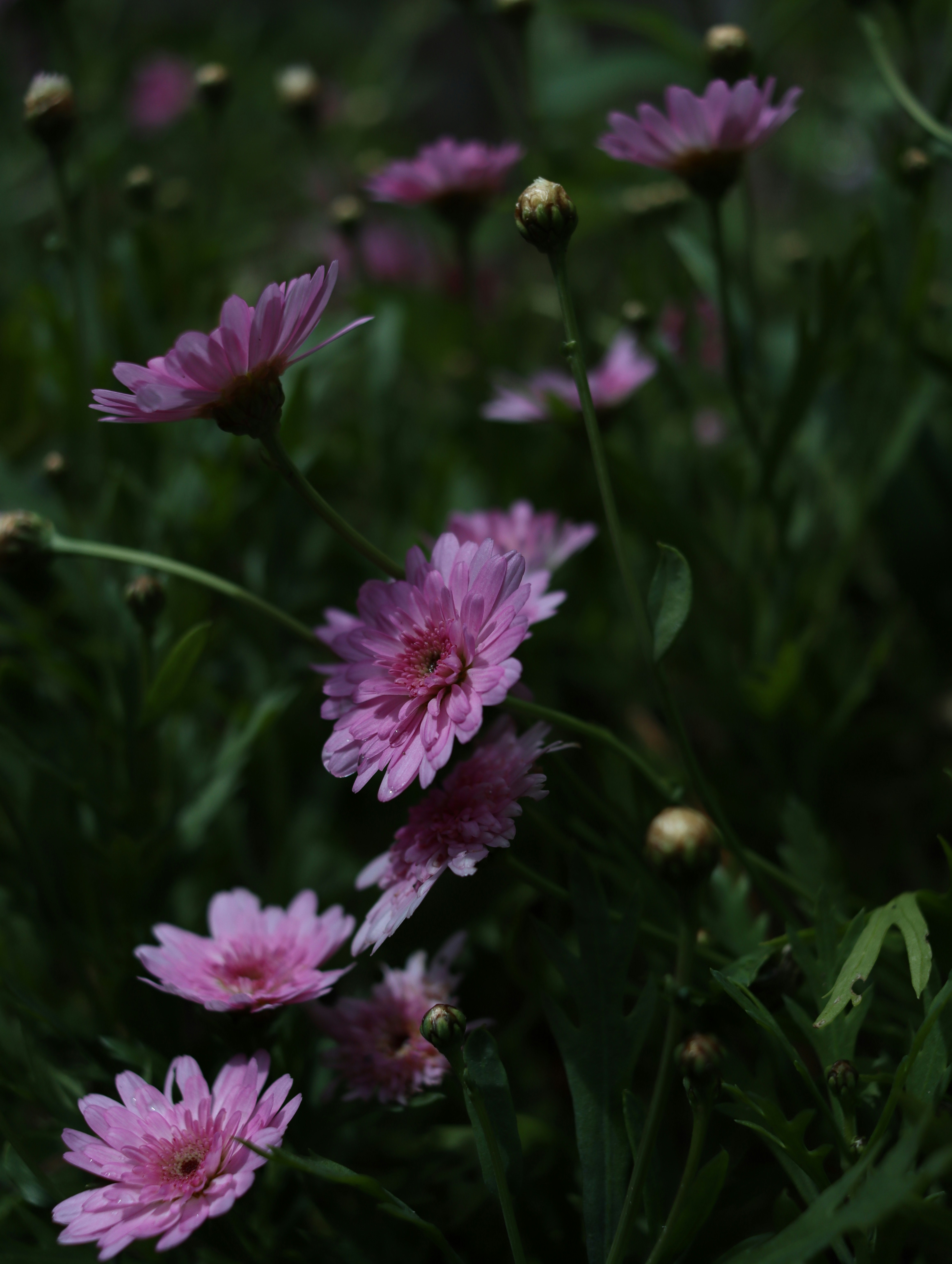 Photo by lisakvictor