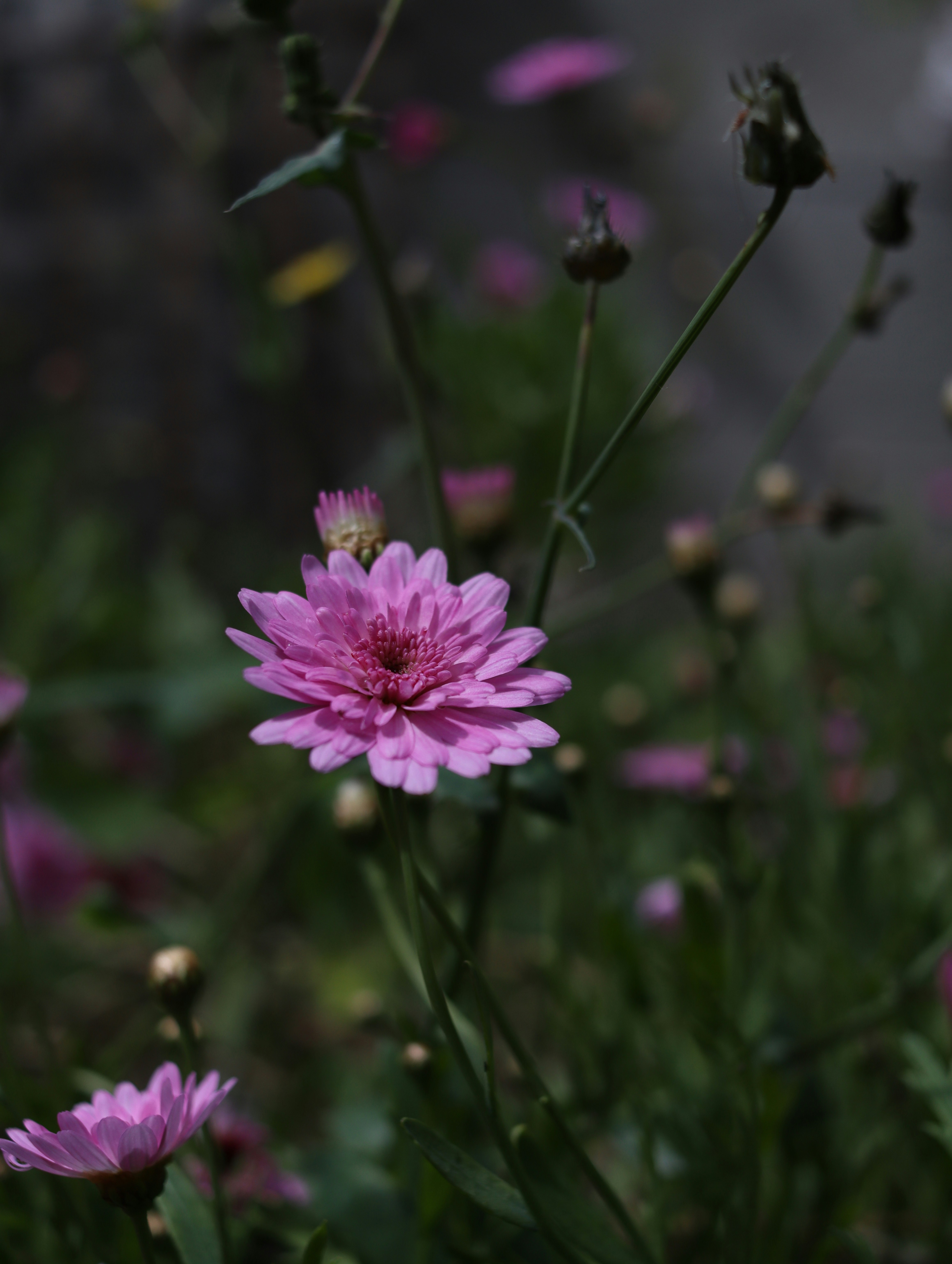 Photo by lisakvictor