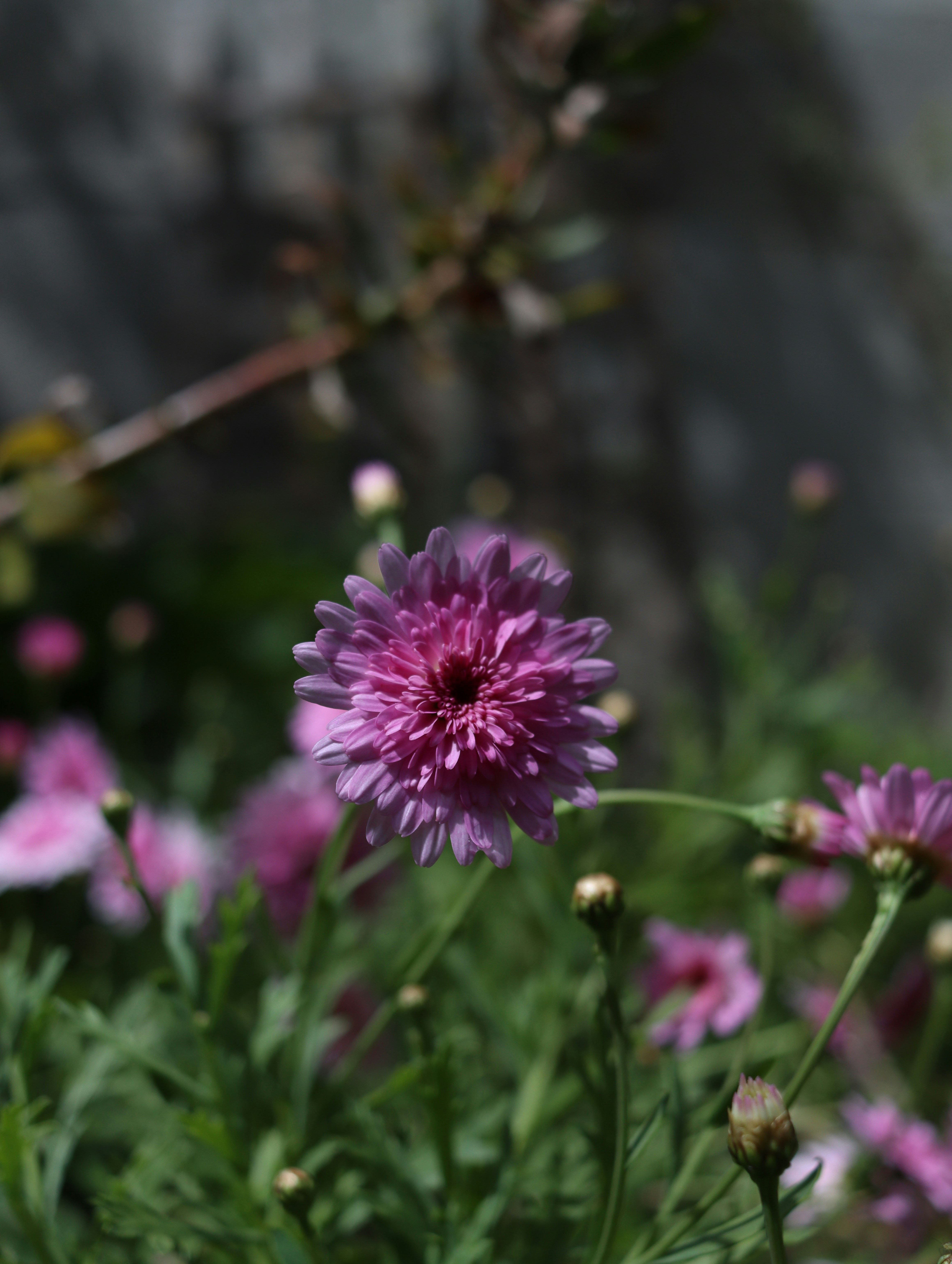 Photo by lisakvictor