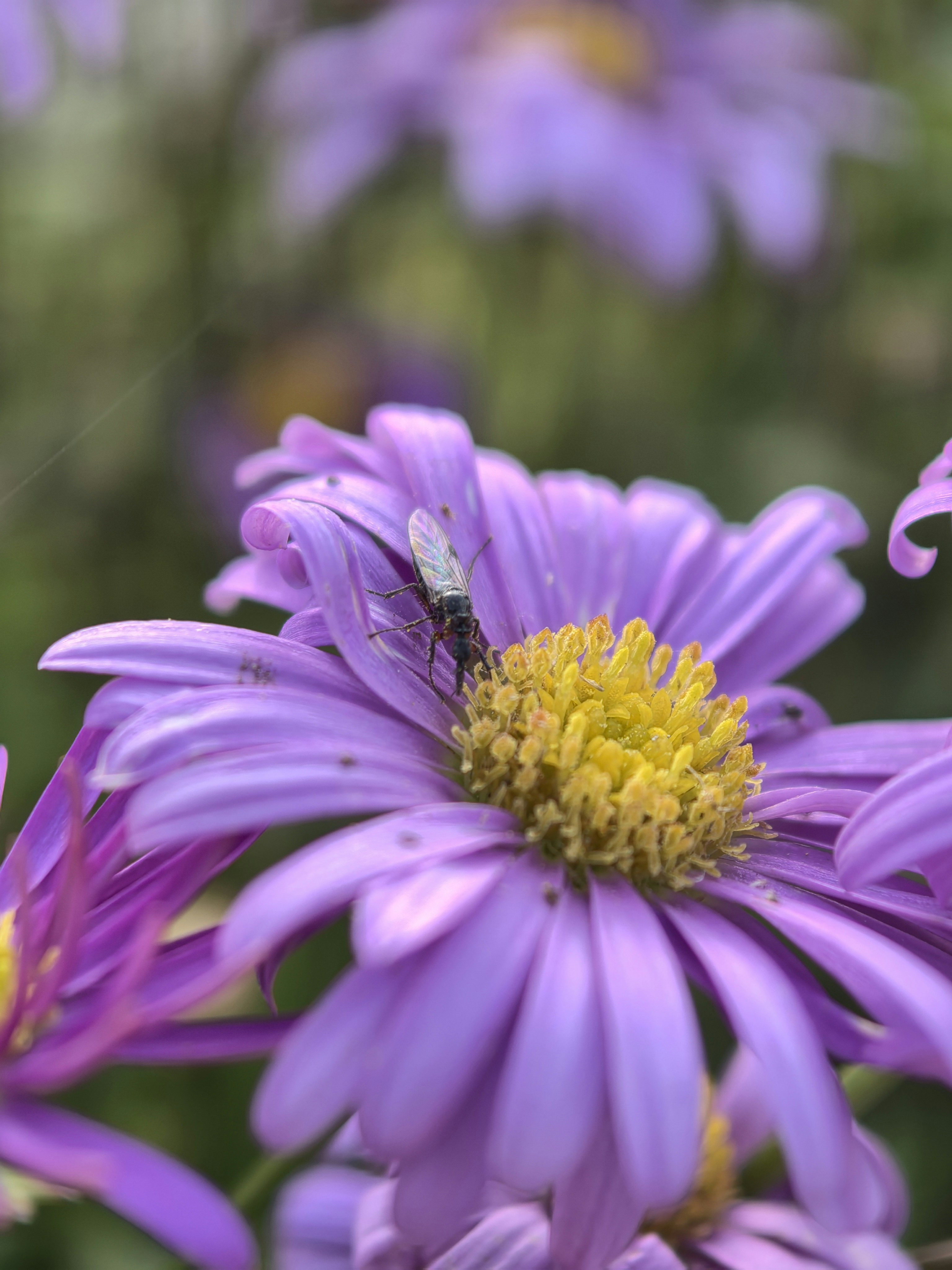 Photo by lisakvictor