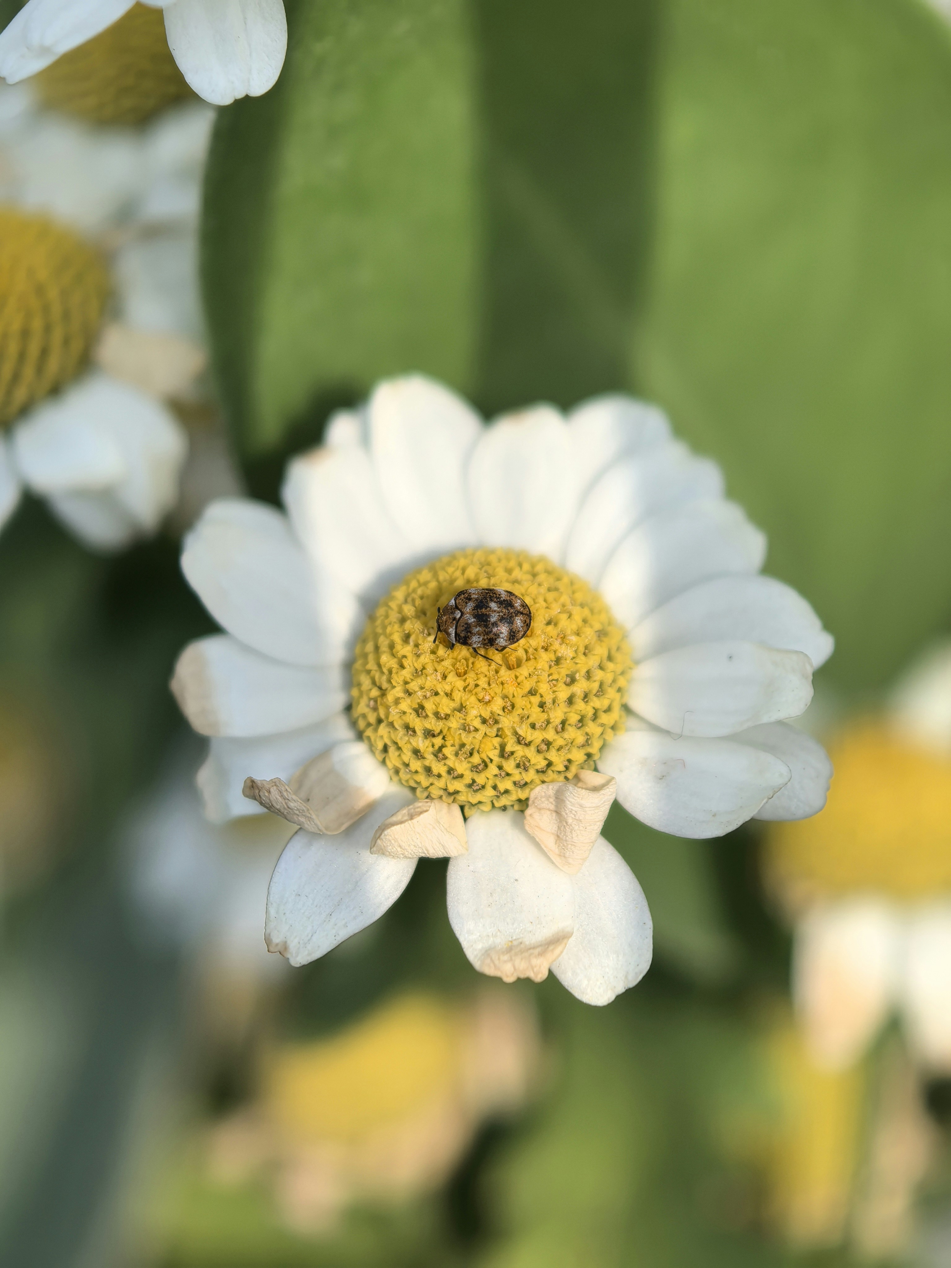 Photo by lisakvictor