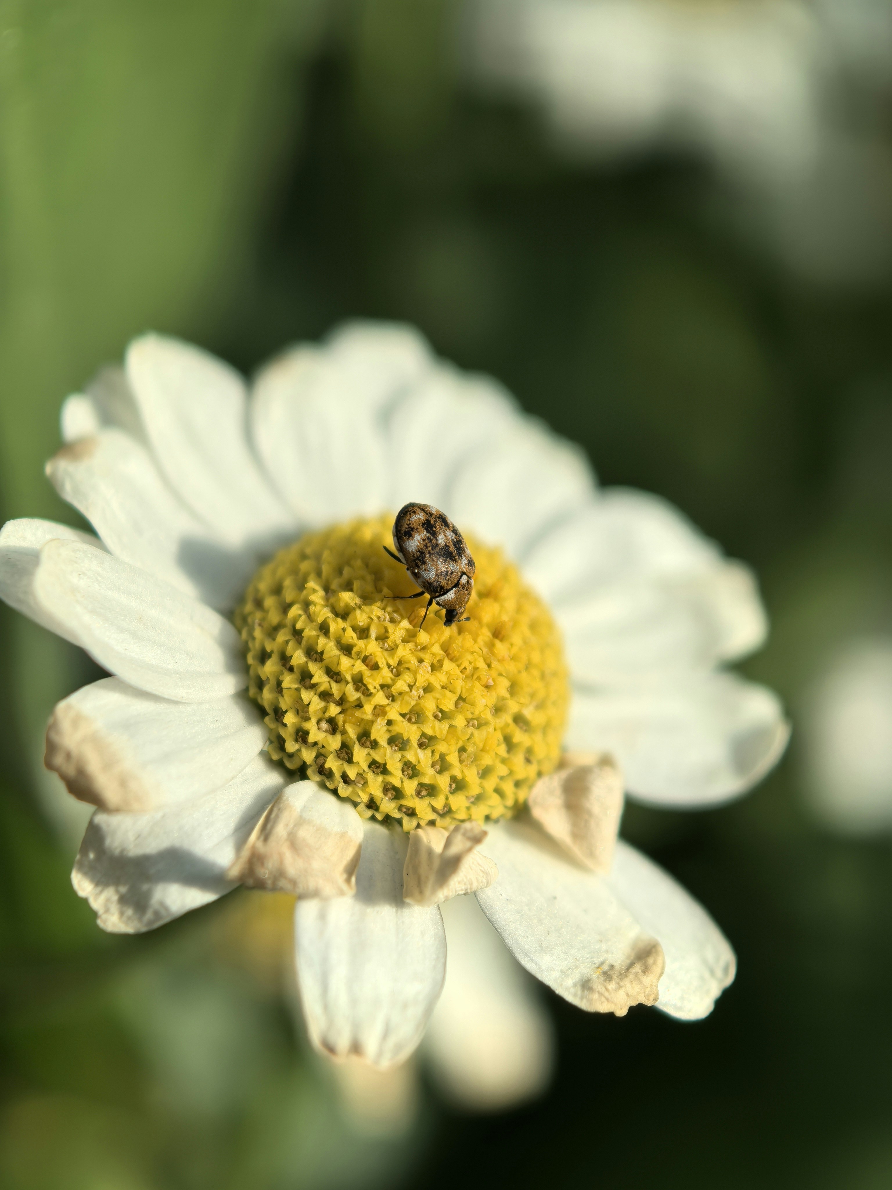 Photo by lisakvictor