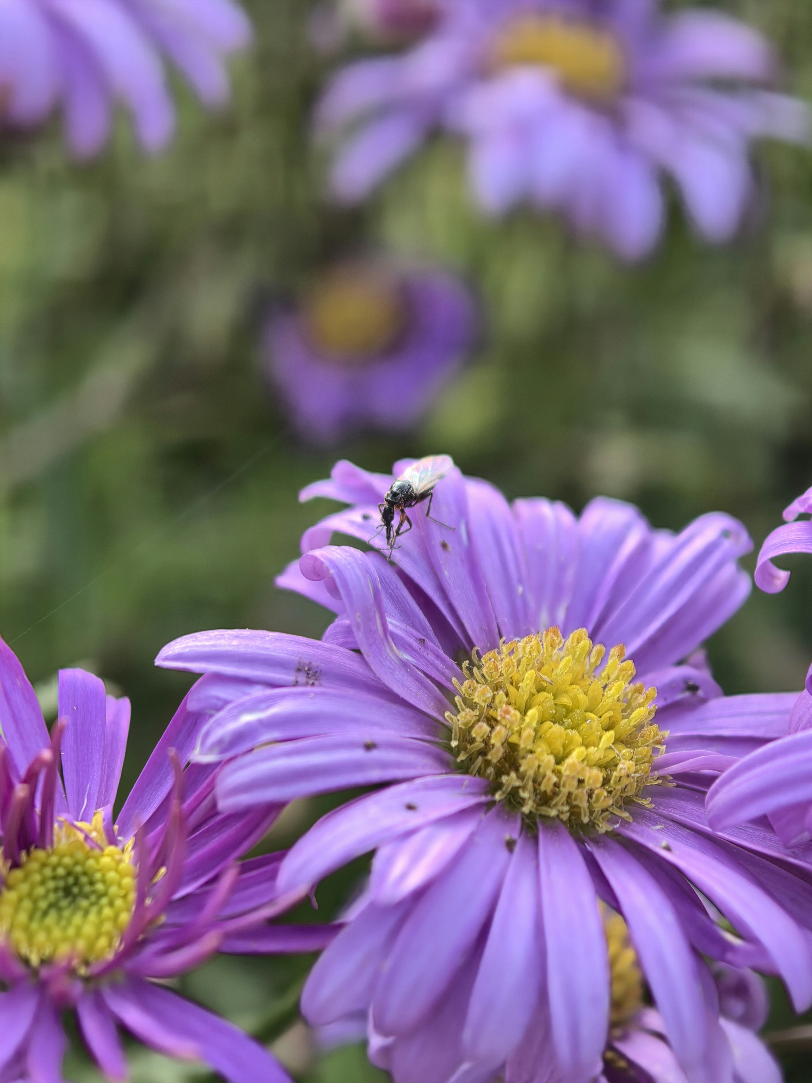 Photo by lisakvictor