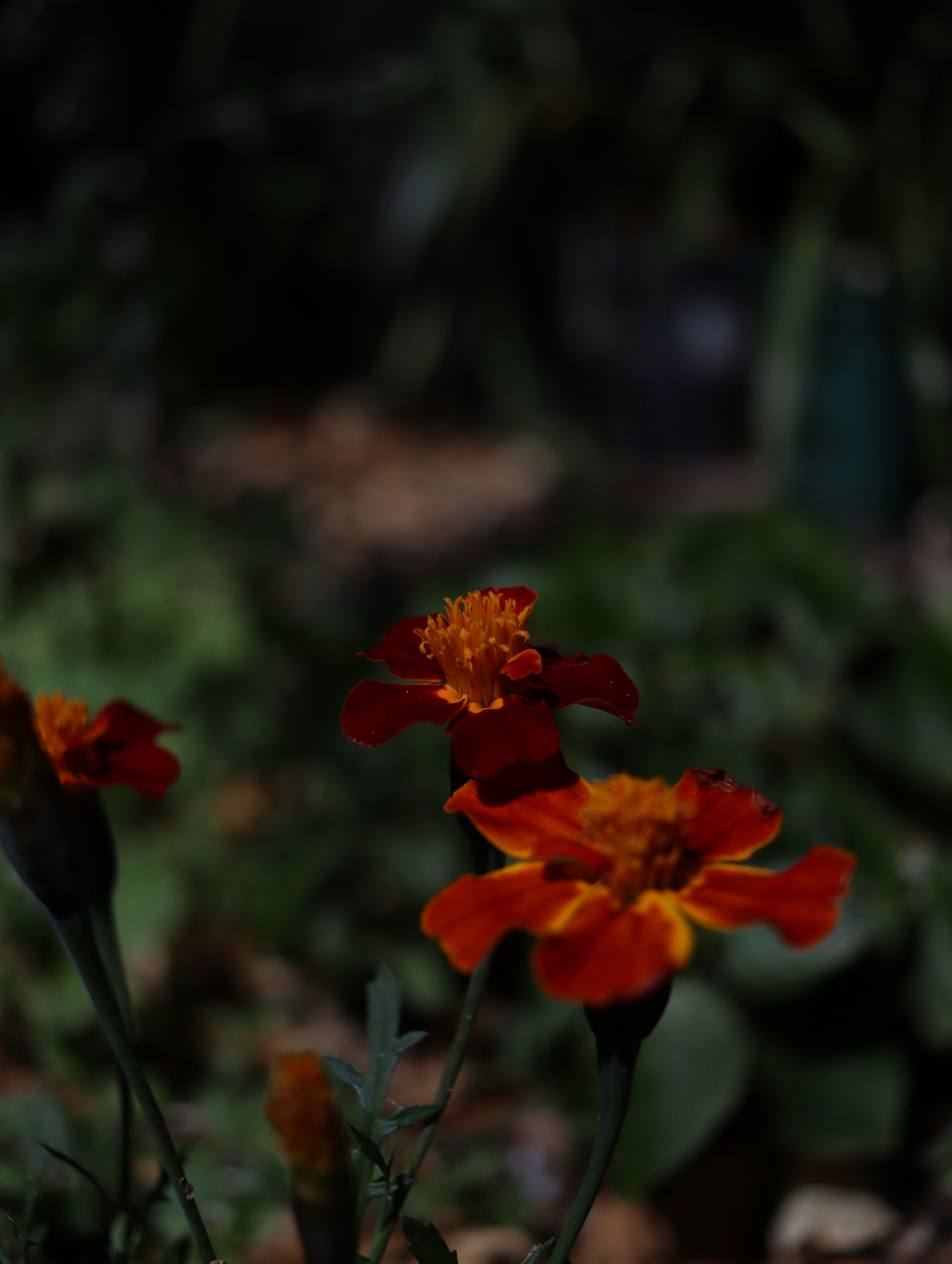 Photo by lisakvictor