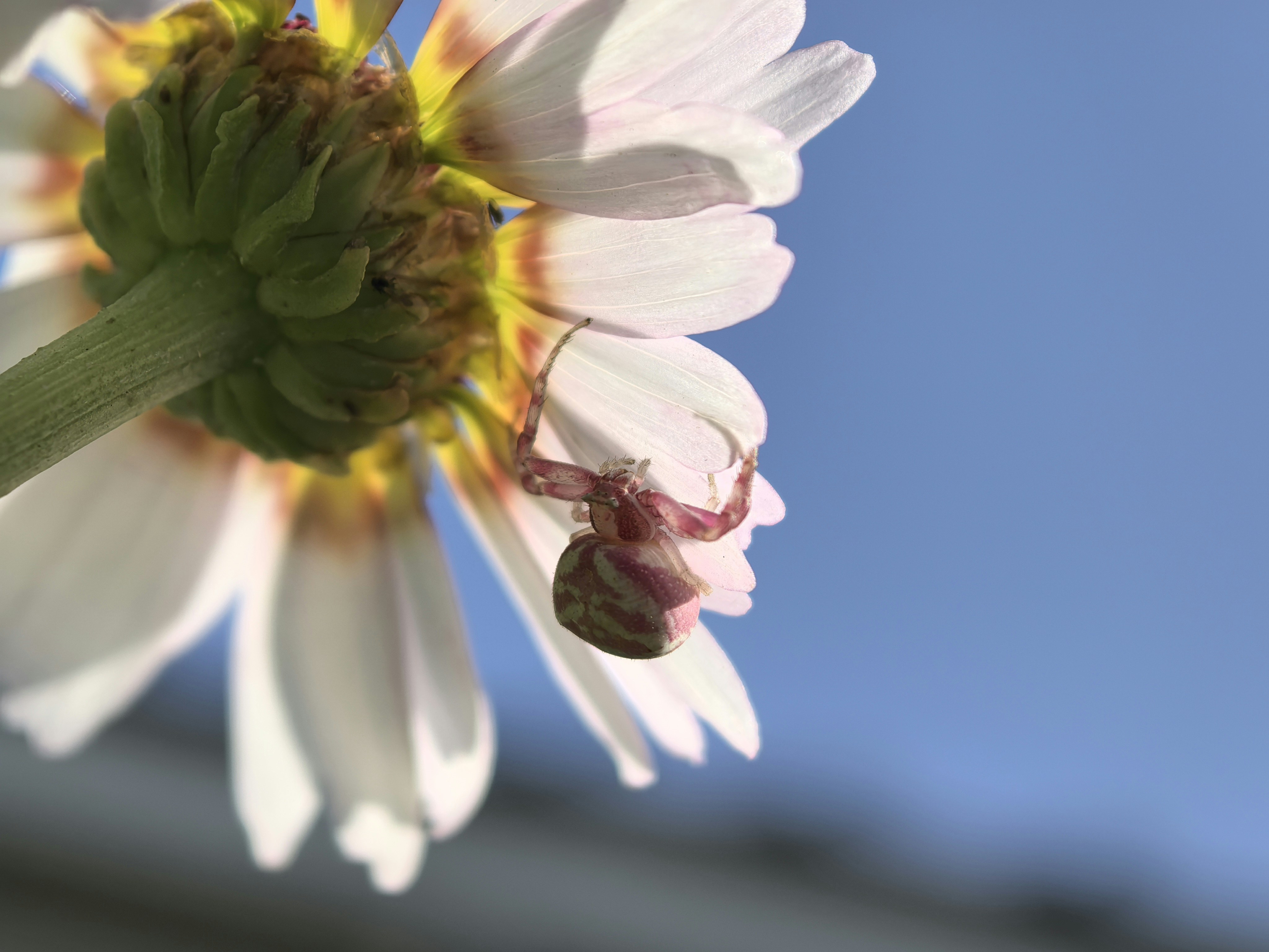 Photo by lisakvictor