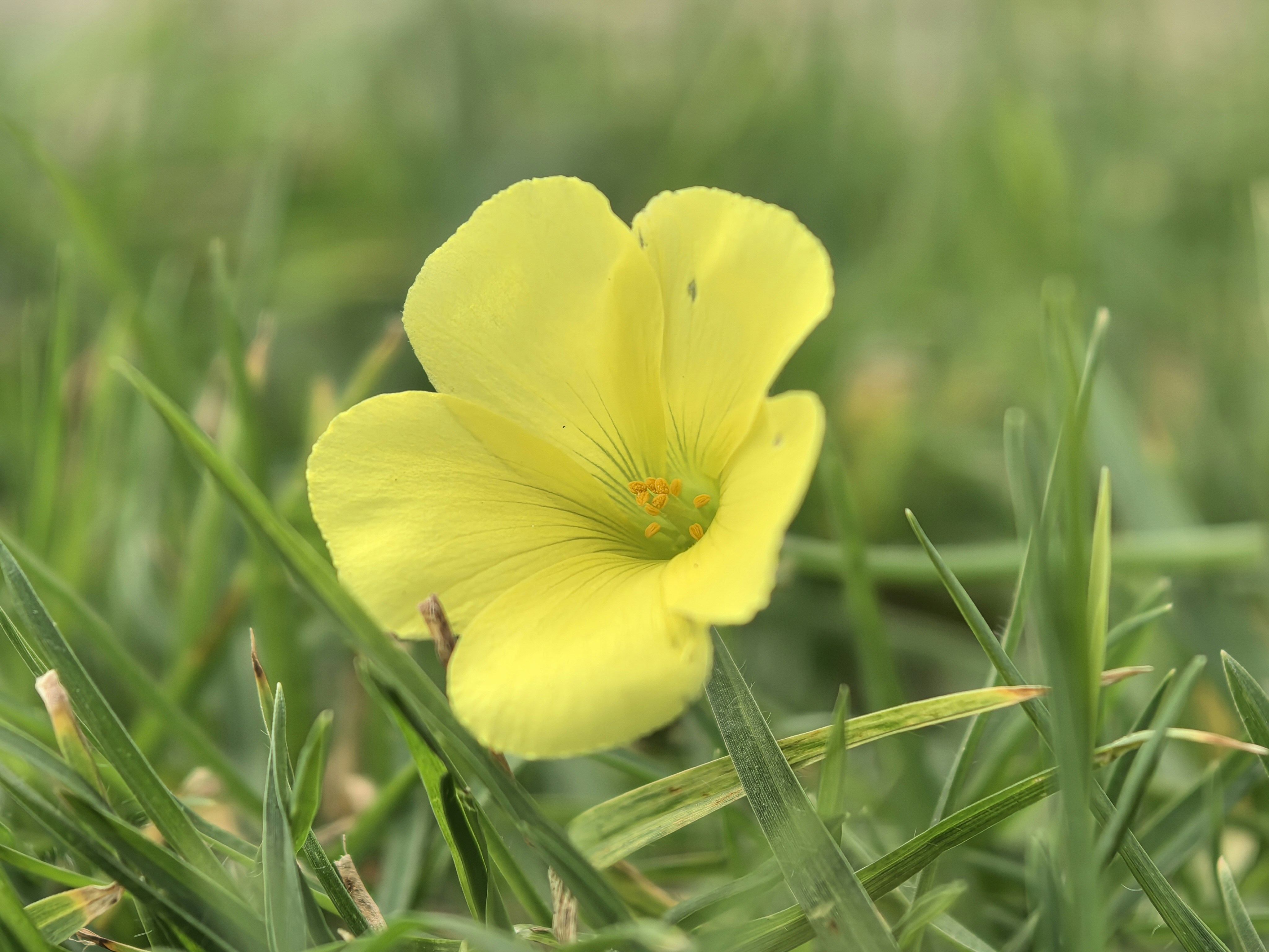 Photo by lisakvictor