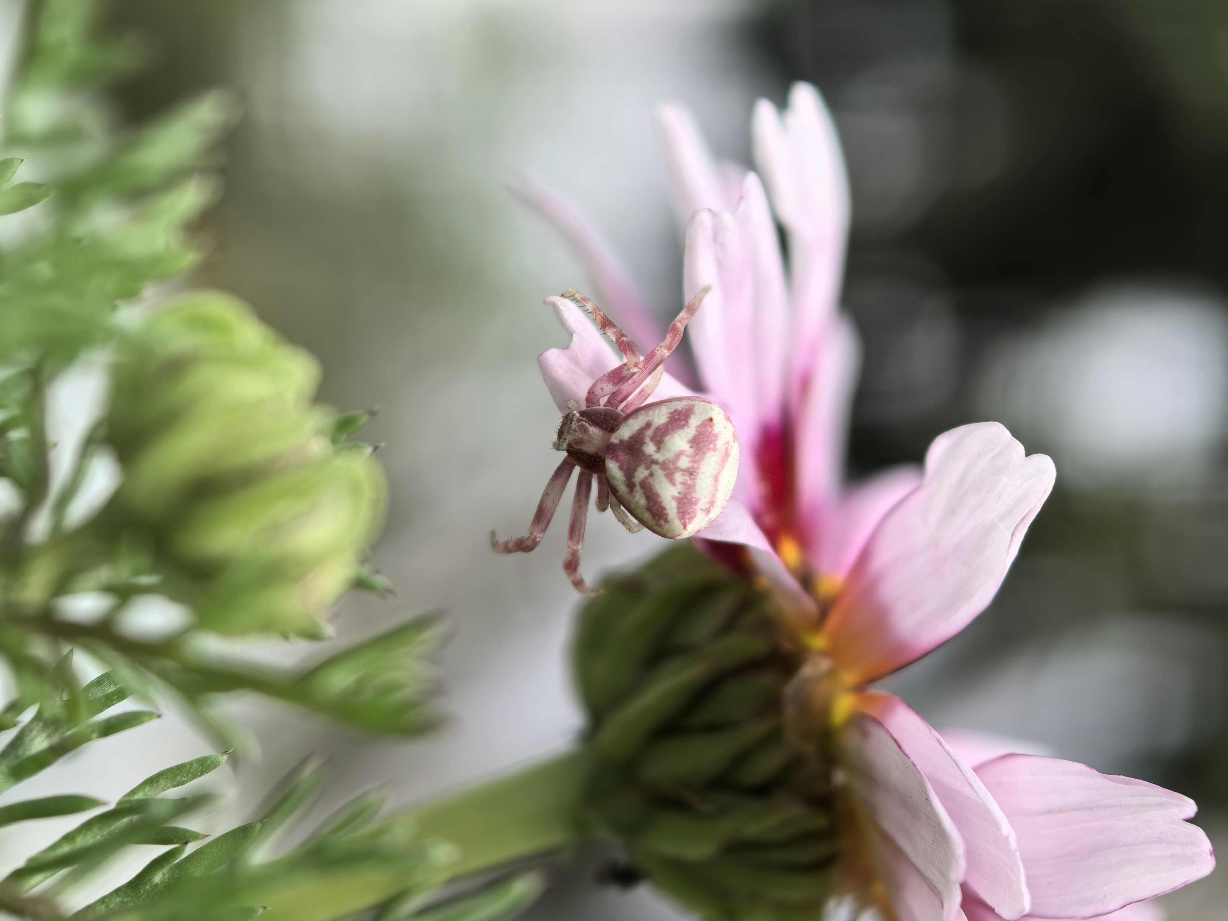 Photo by lisakvictor