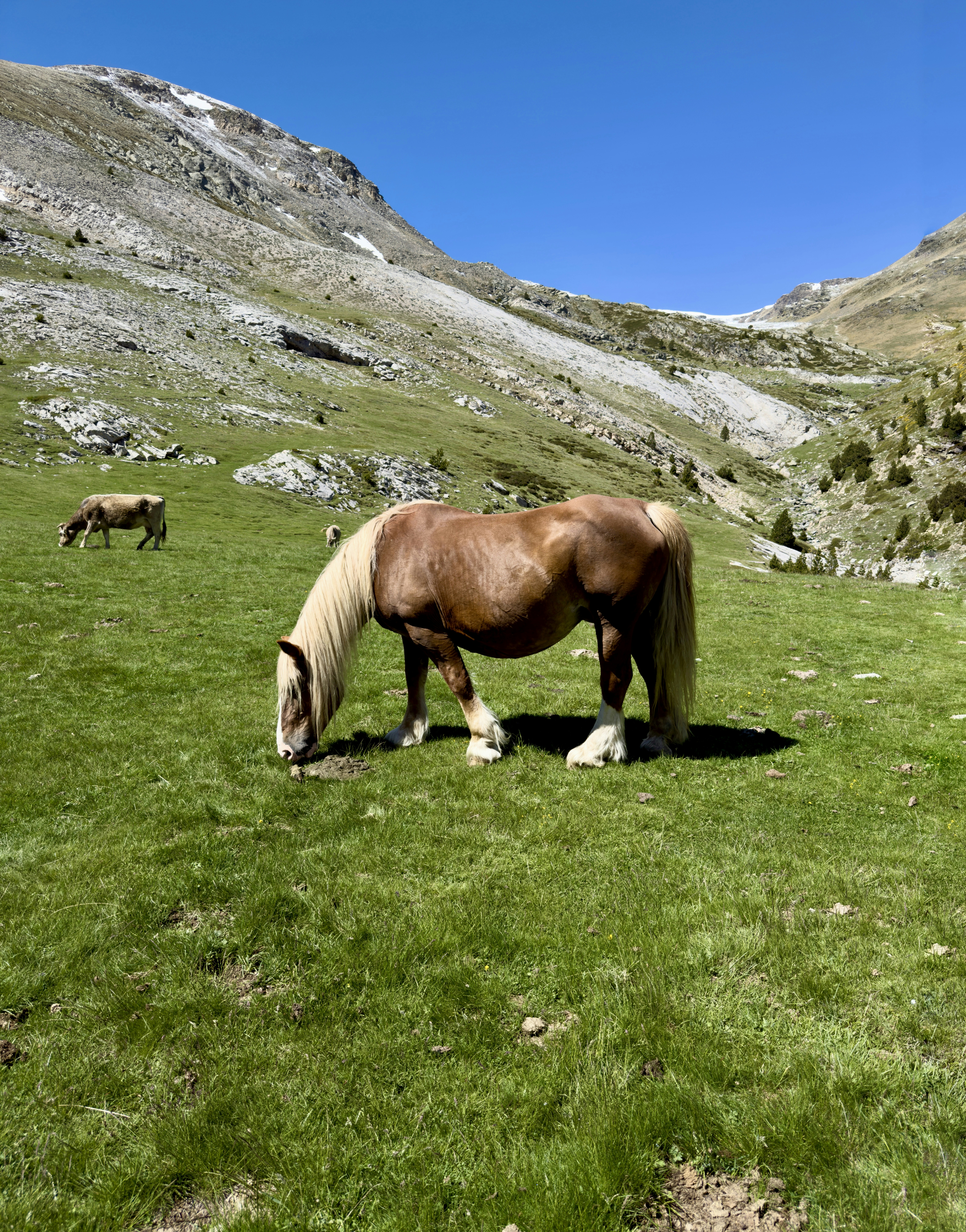 Ein braunes Pferd grast auf einer saftig grünen Wiese