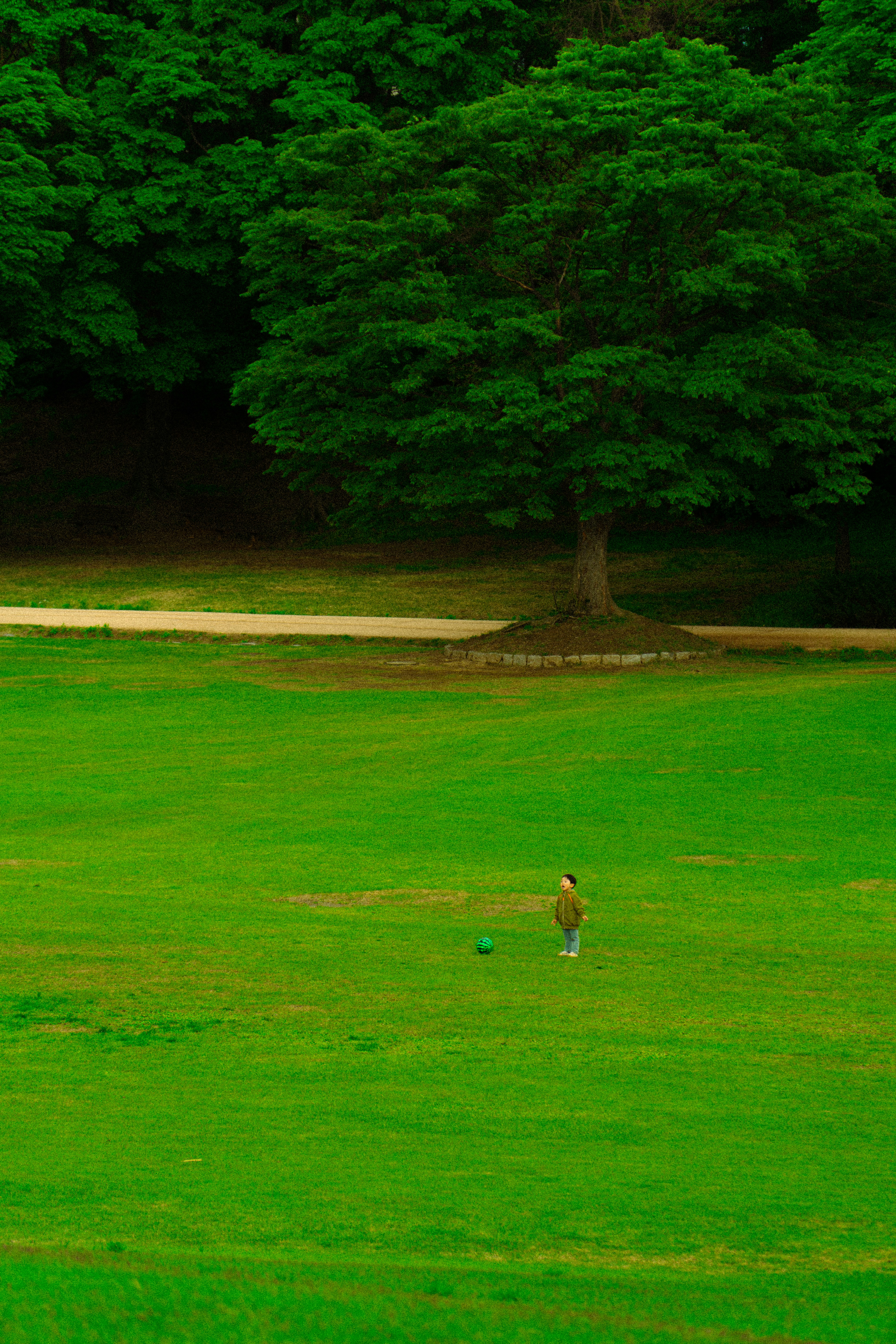 A green field with a lone bird standing in the middle of it