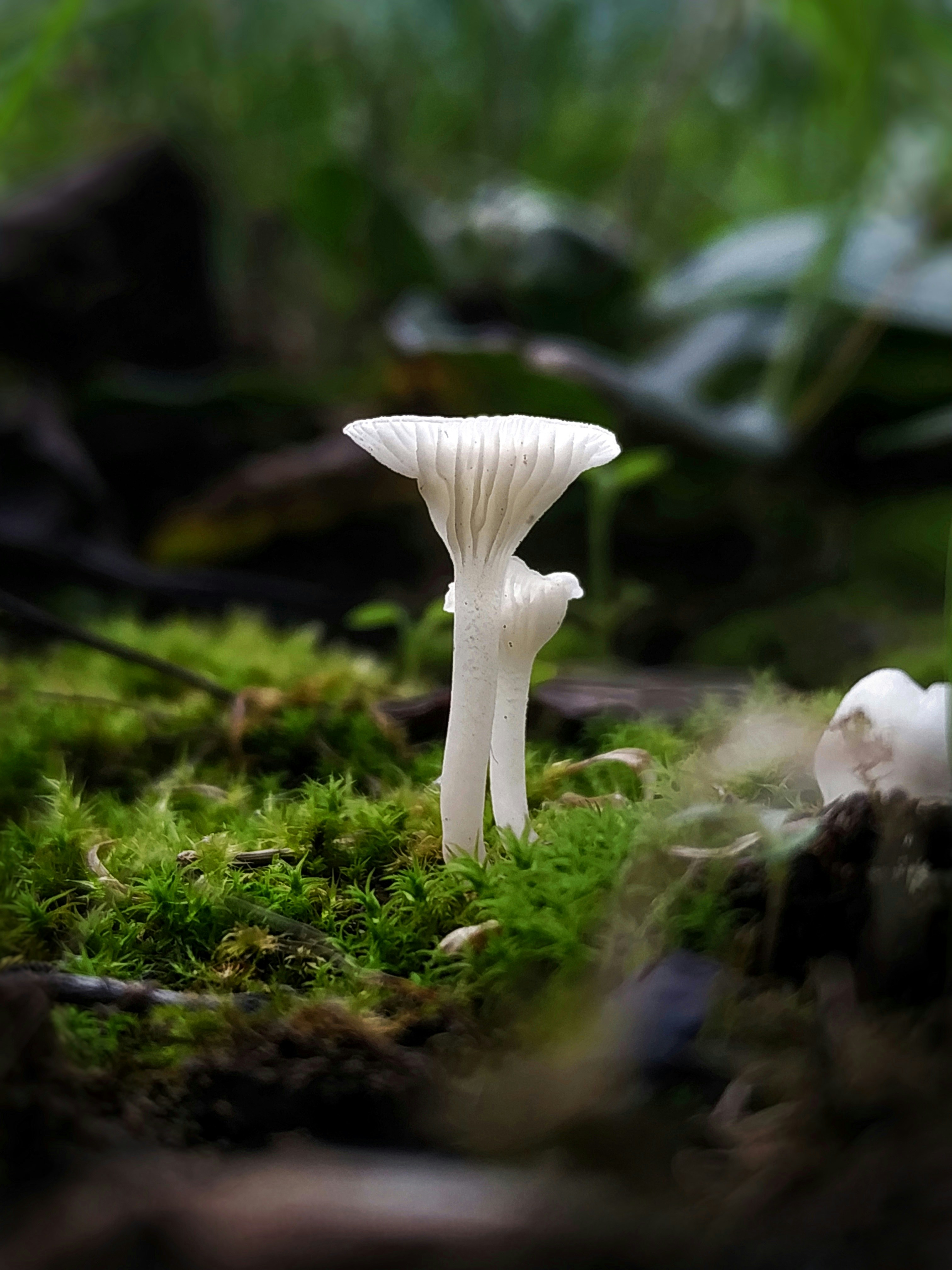 A couple of small white mushrooms sitting on top of a forest floor
