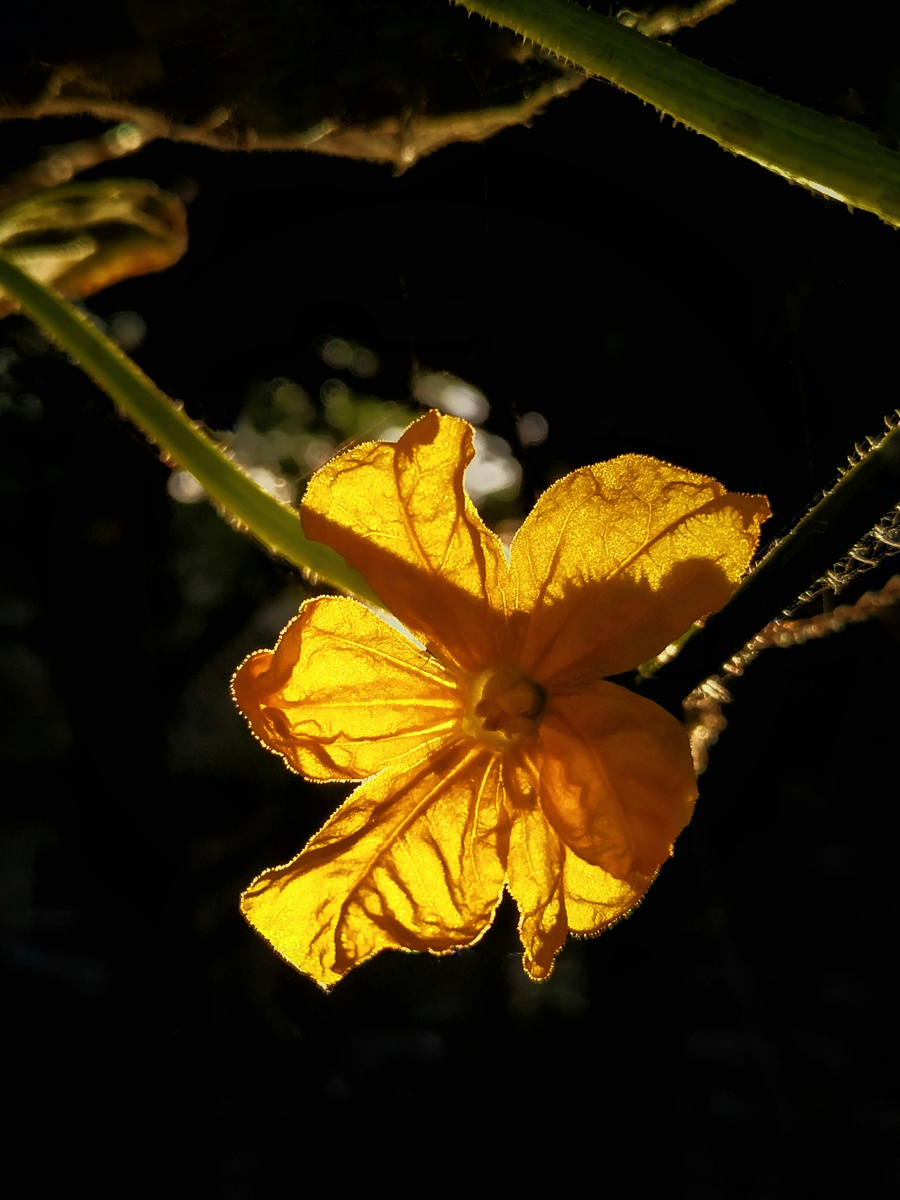 A close up of a yellow flower on a plant