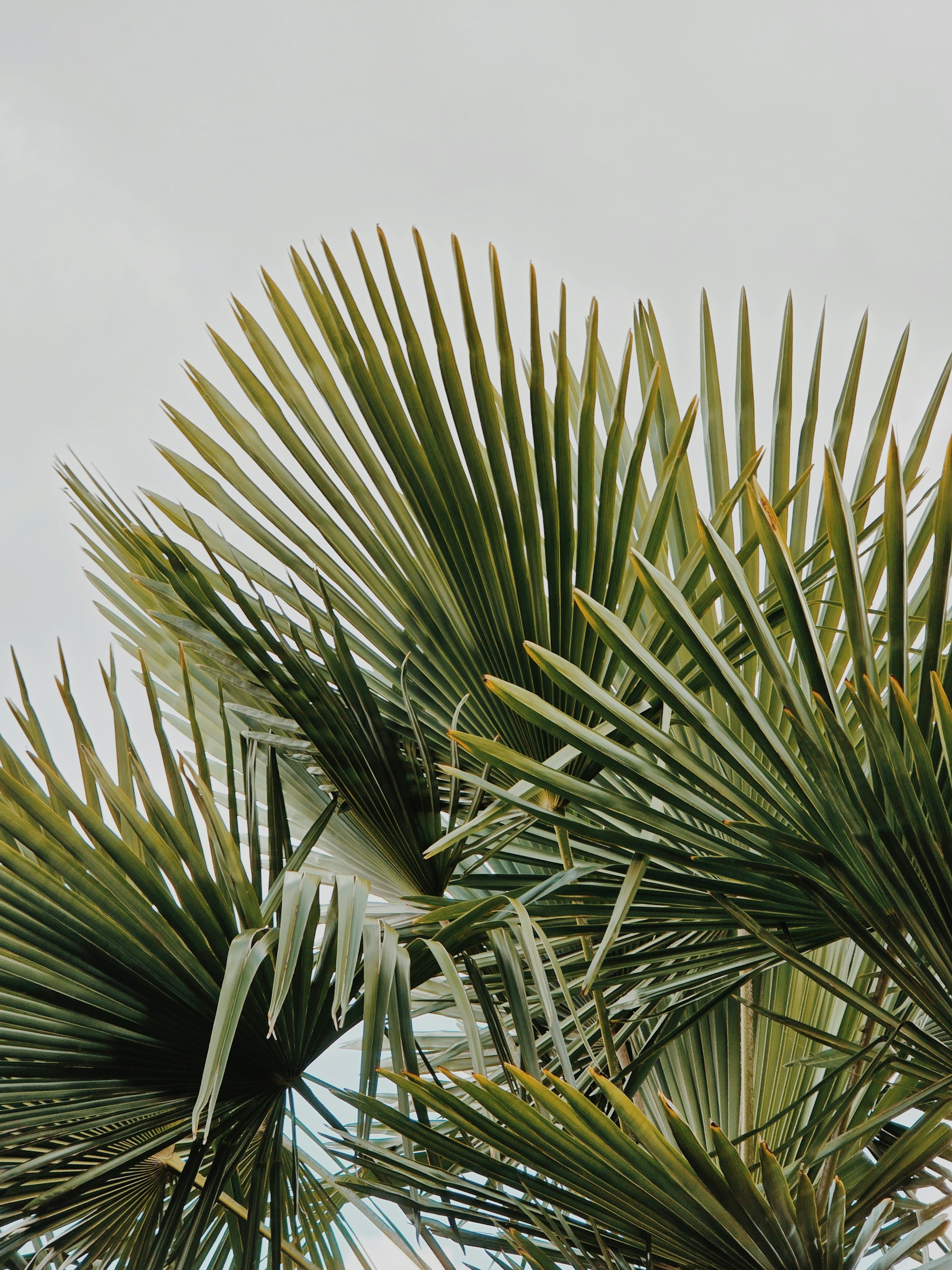 A bird is perched on top of a palm tree