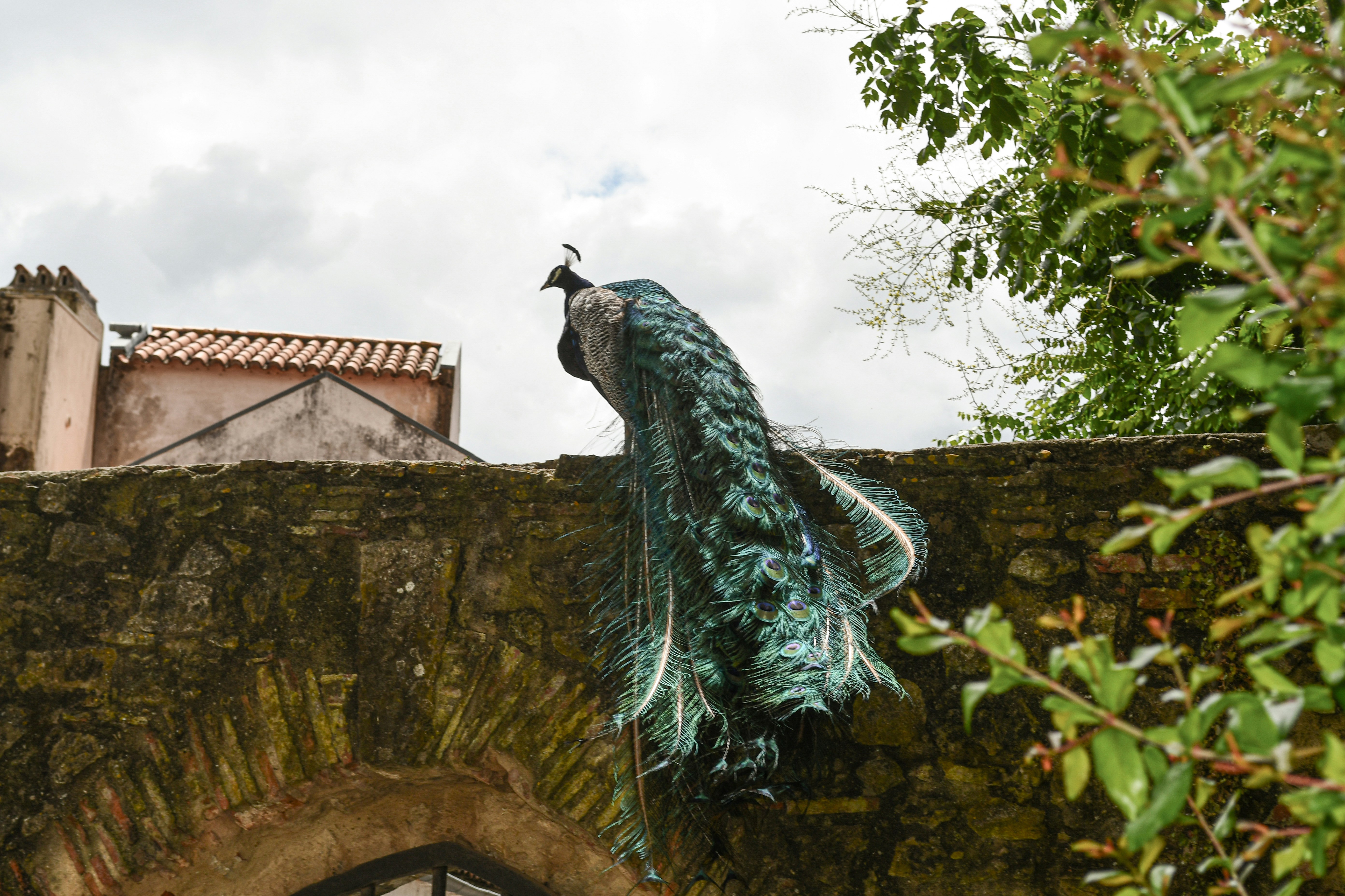 A statue of a peacock on the side of a building