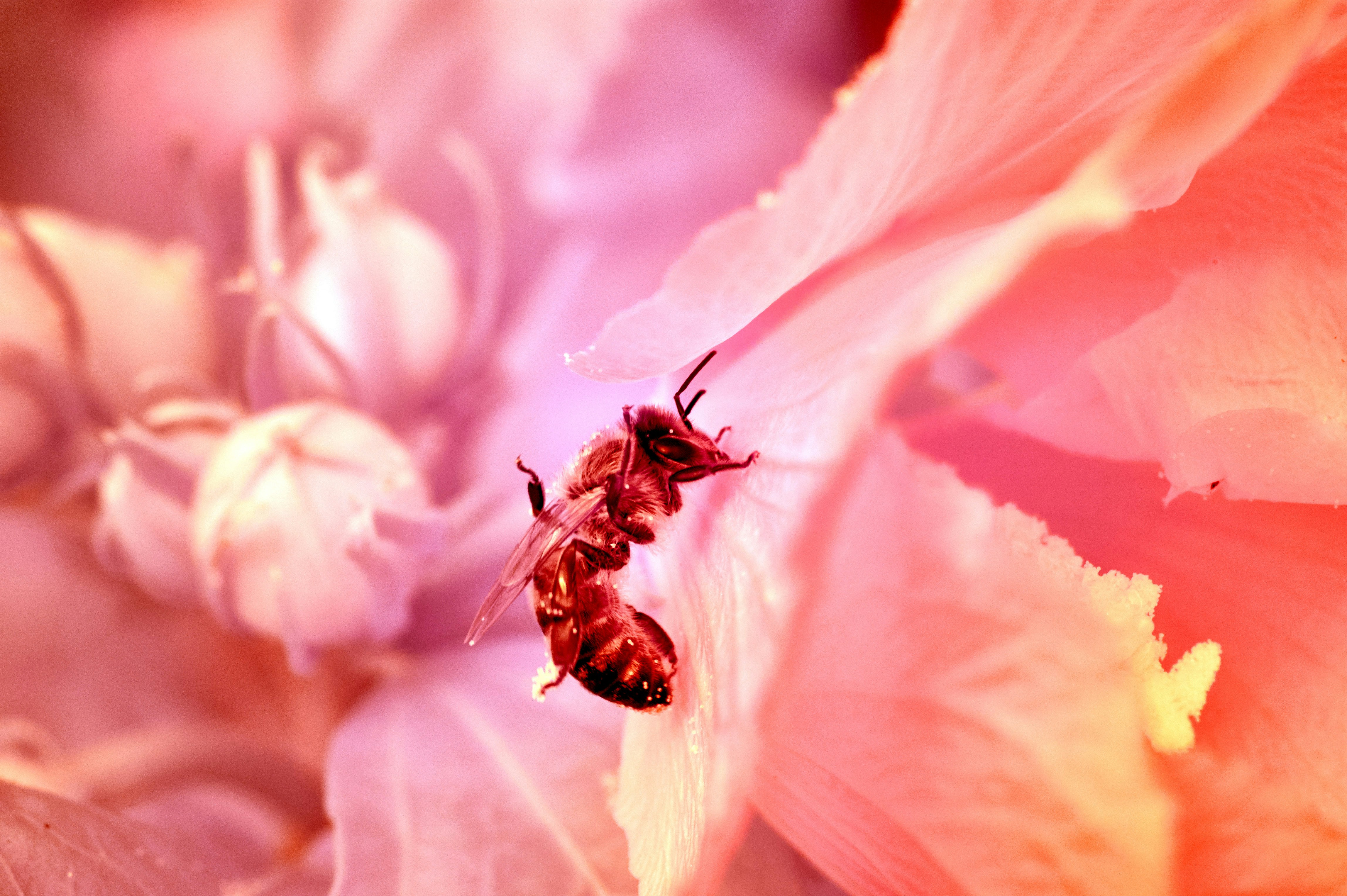 Photo by wolfgang_hasselmann