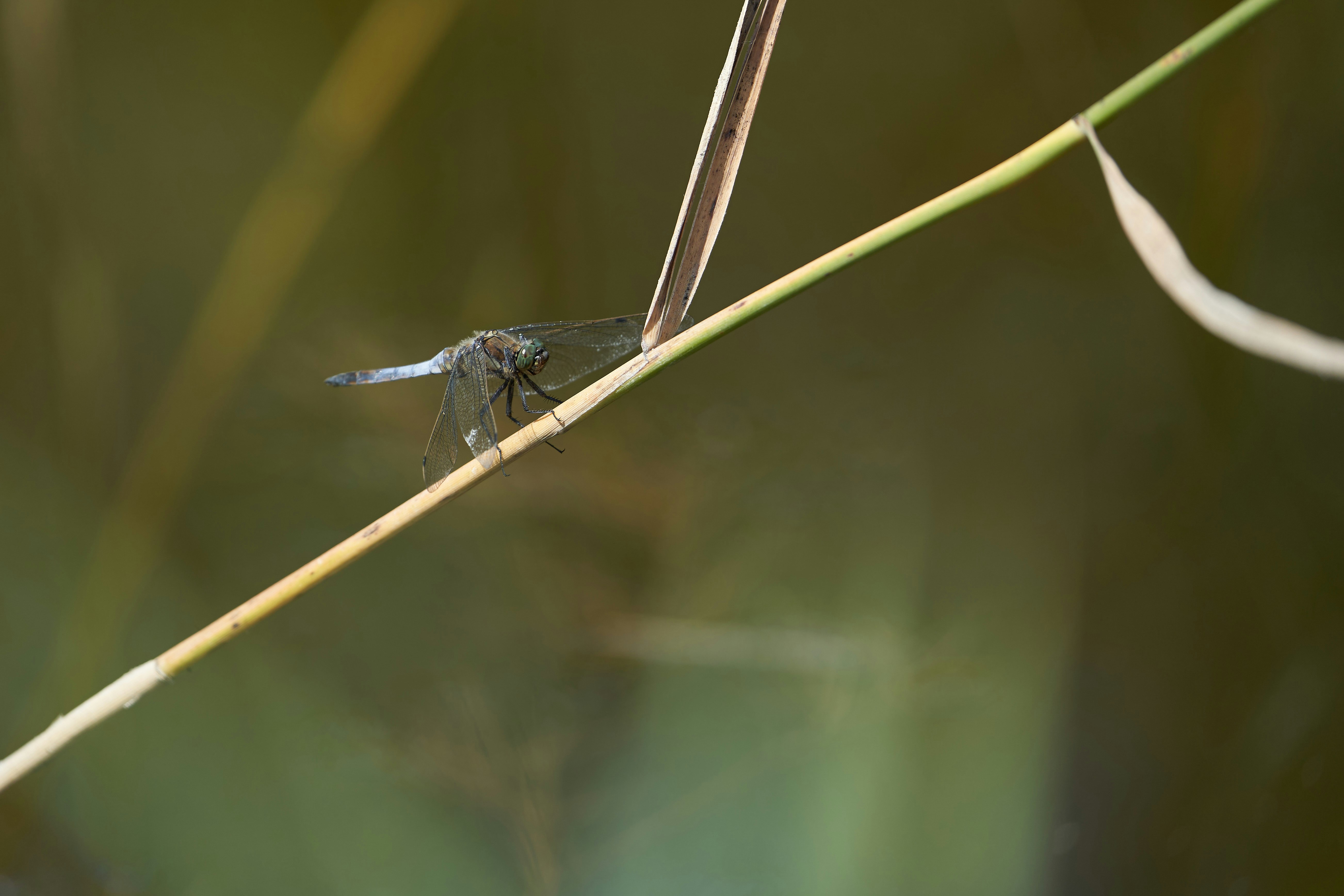 Photo by wolfgang_hasselmann