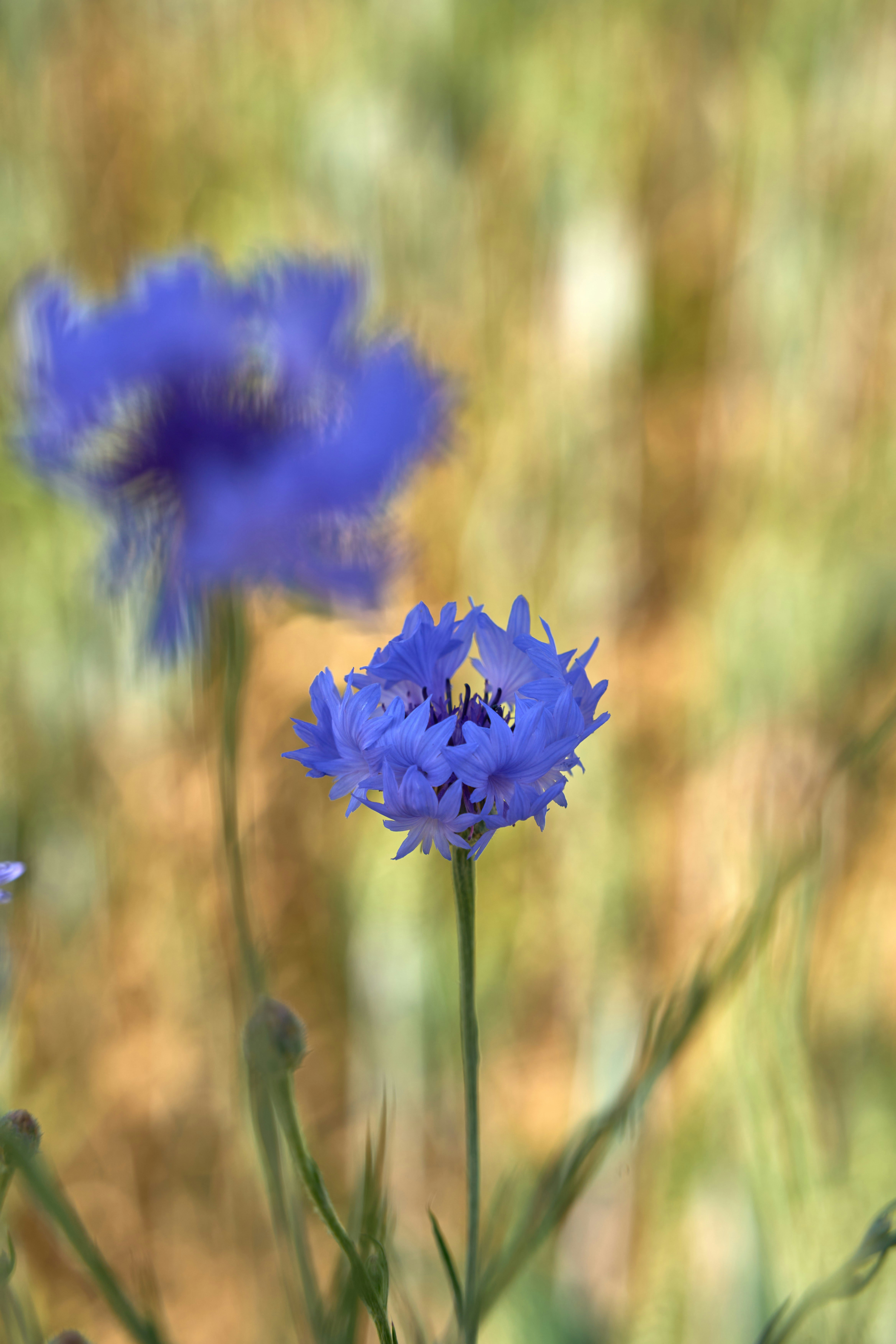 Photo by wolfgang_hasselmann