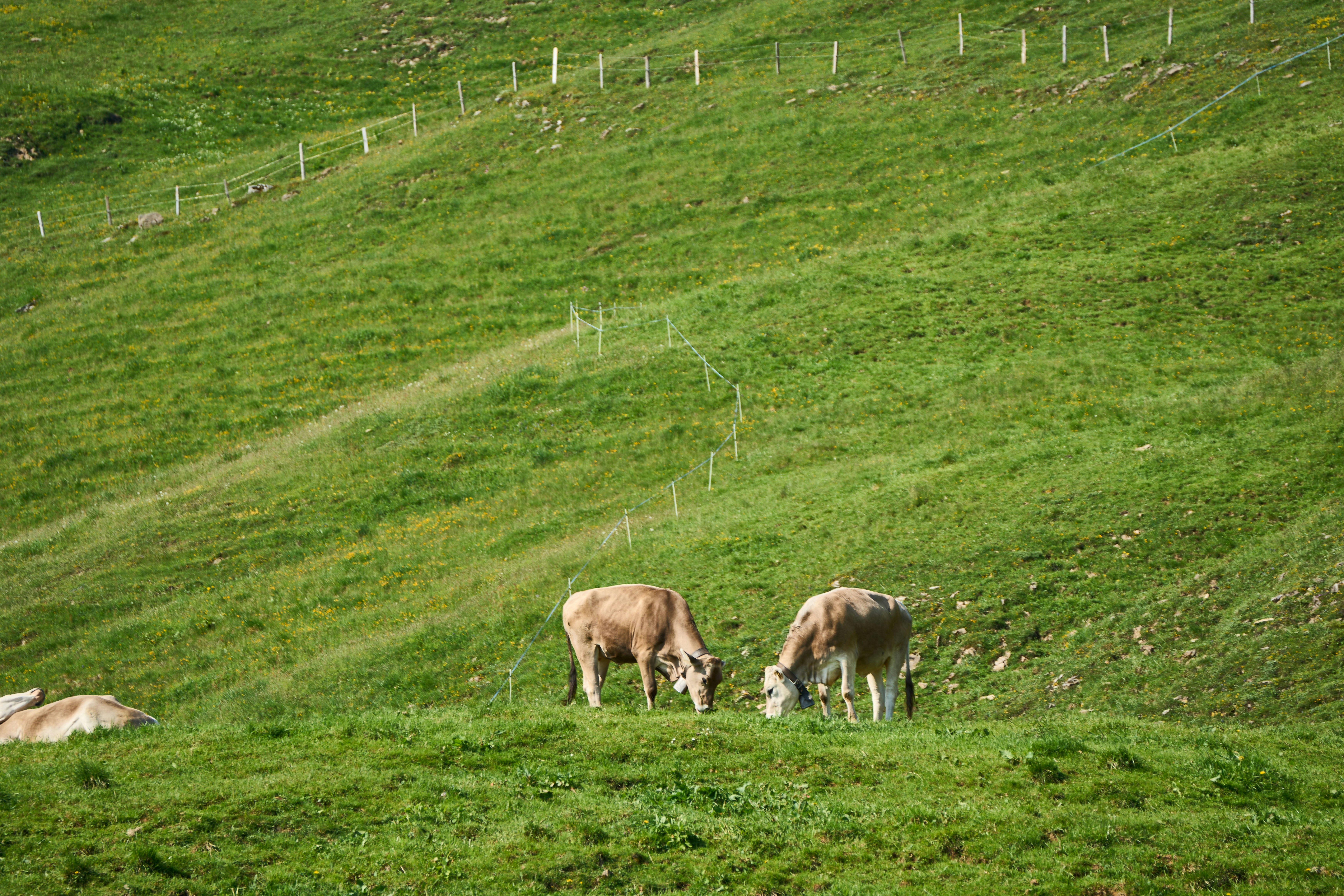 Photo by wolfgang_hasselmann