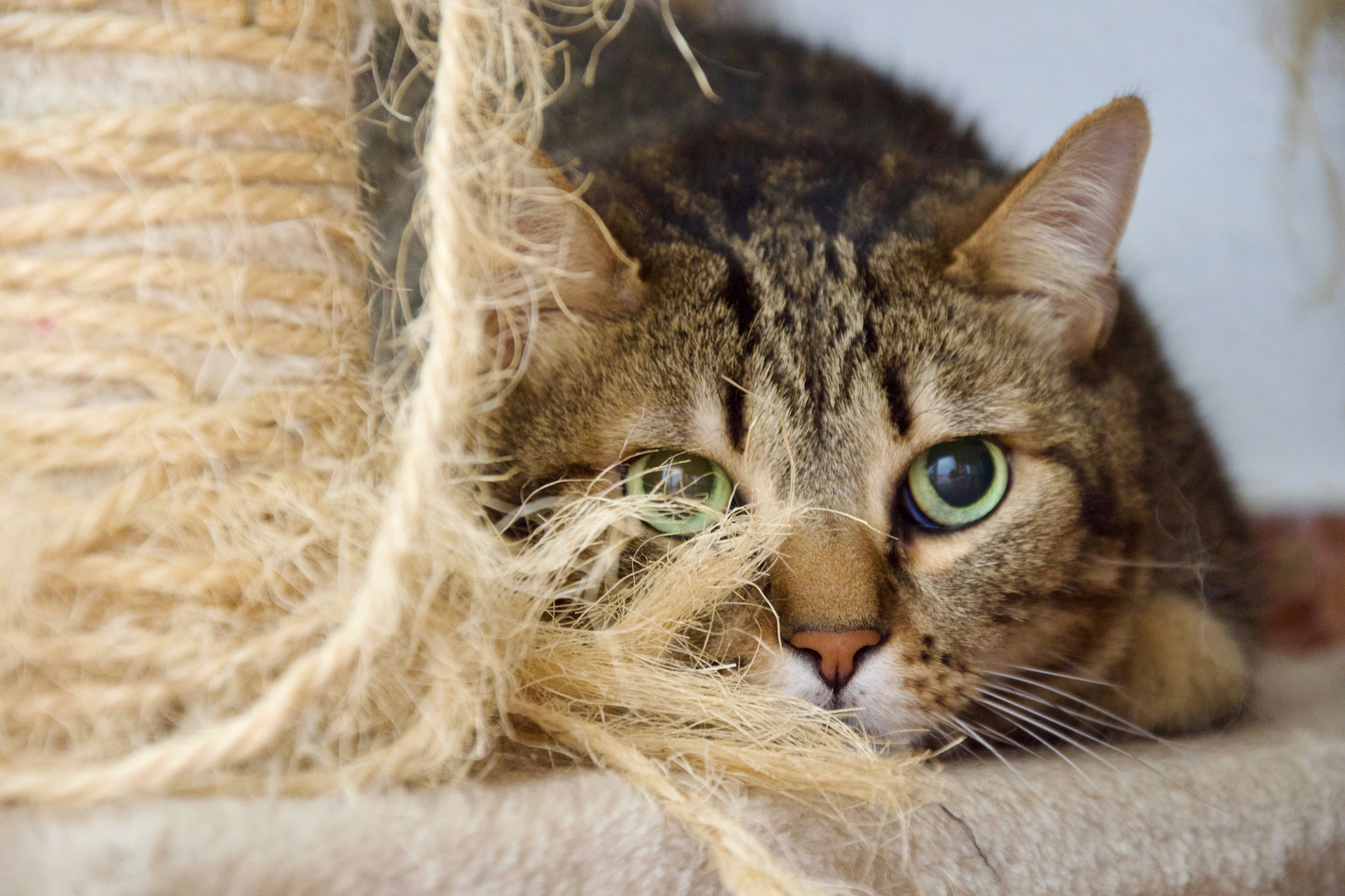 A cat laying on top of a scratching post