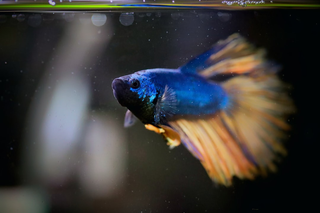 A vibrant betta fish with flowing fins swimming in an aquarium.