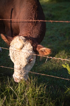 A cow is eating grass behind a barbed wire fence