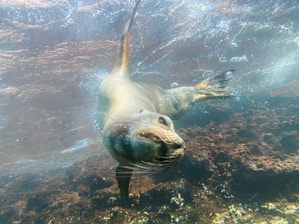 A seal is swimming in the water