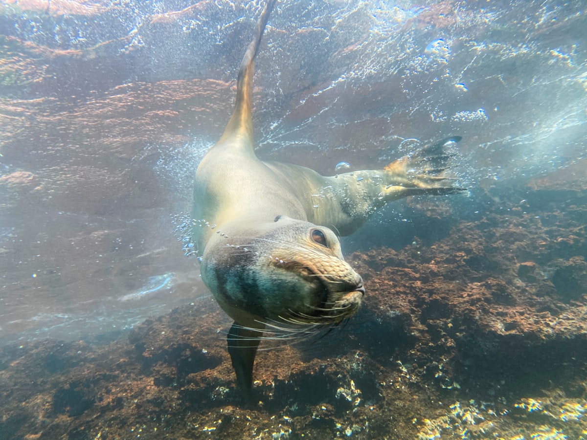 Galápagos July — snorkelling in cool Humboldt Current waters with marine wildlife