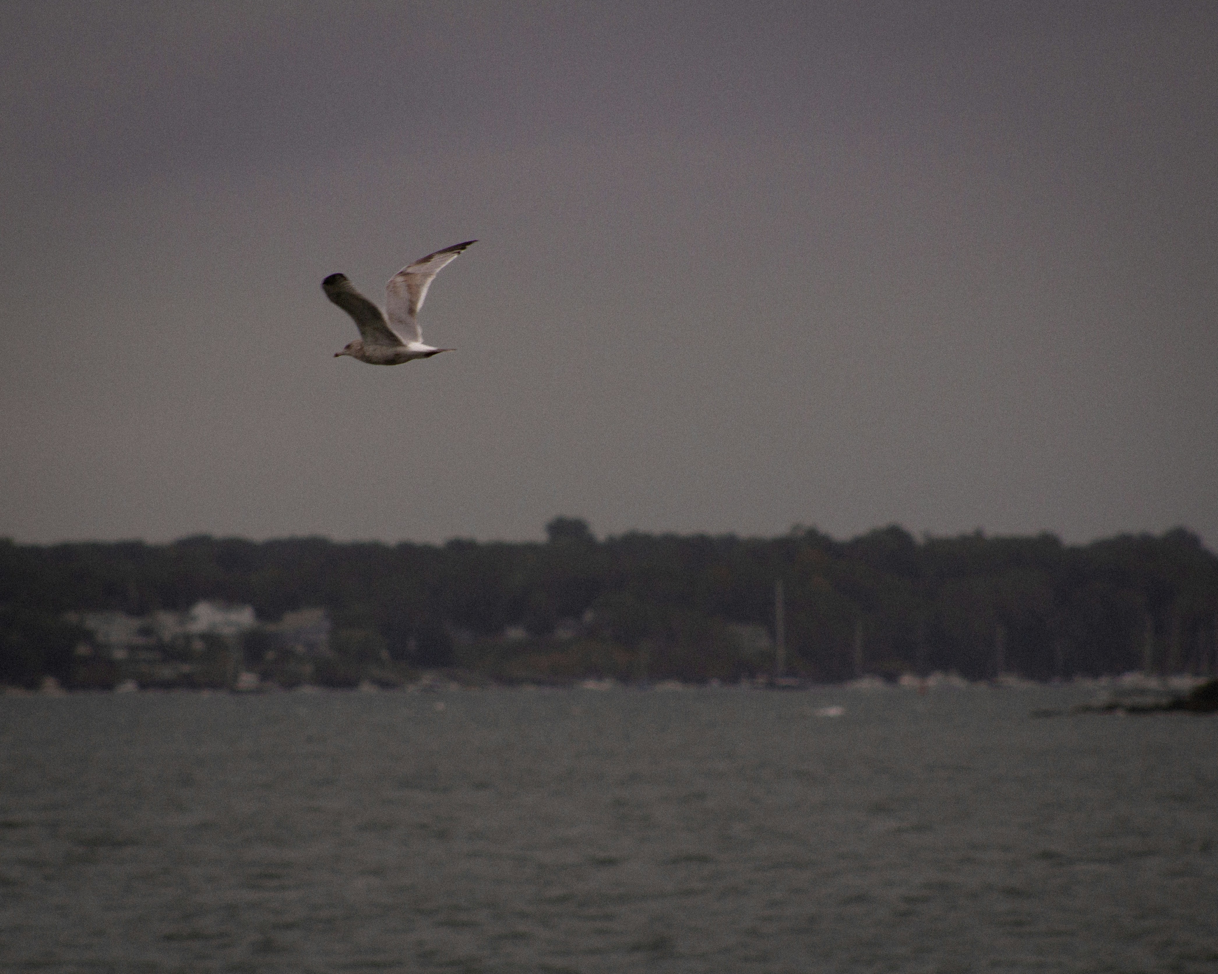 A bird flying over a body of water