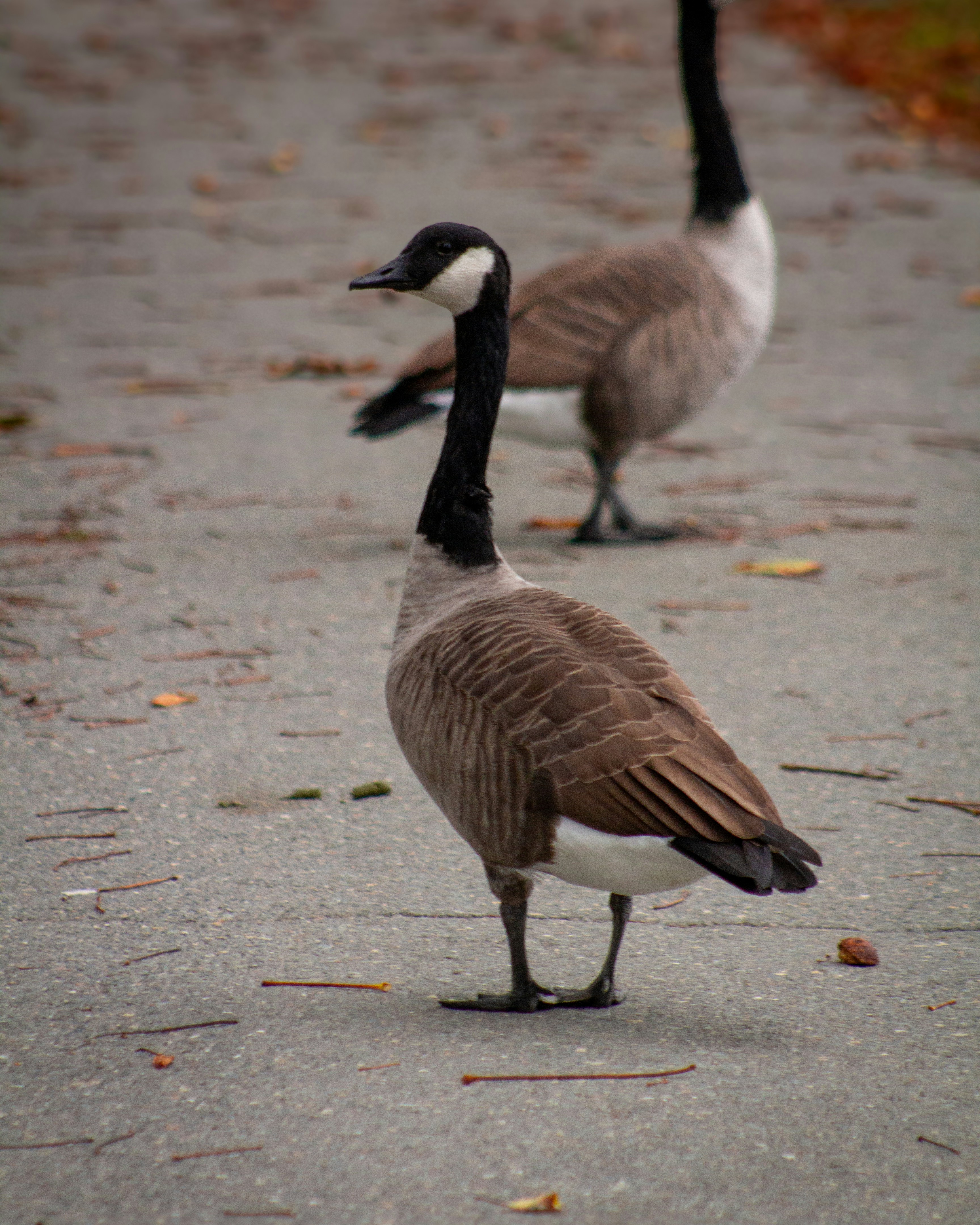 Photo by charlysey278