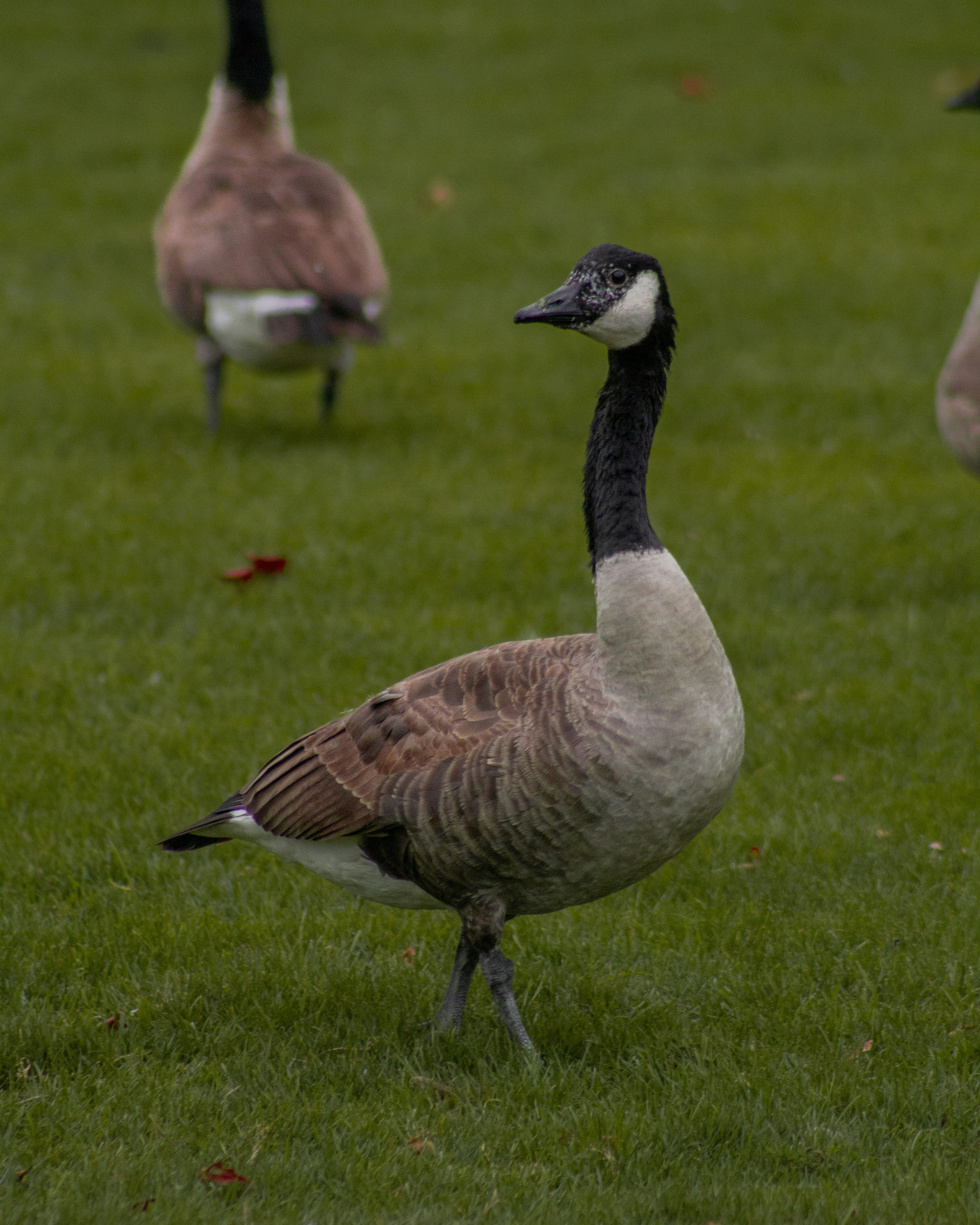 Photo by charlysey278