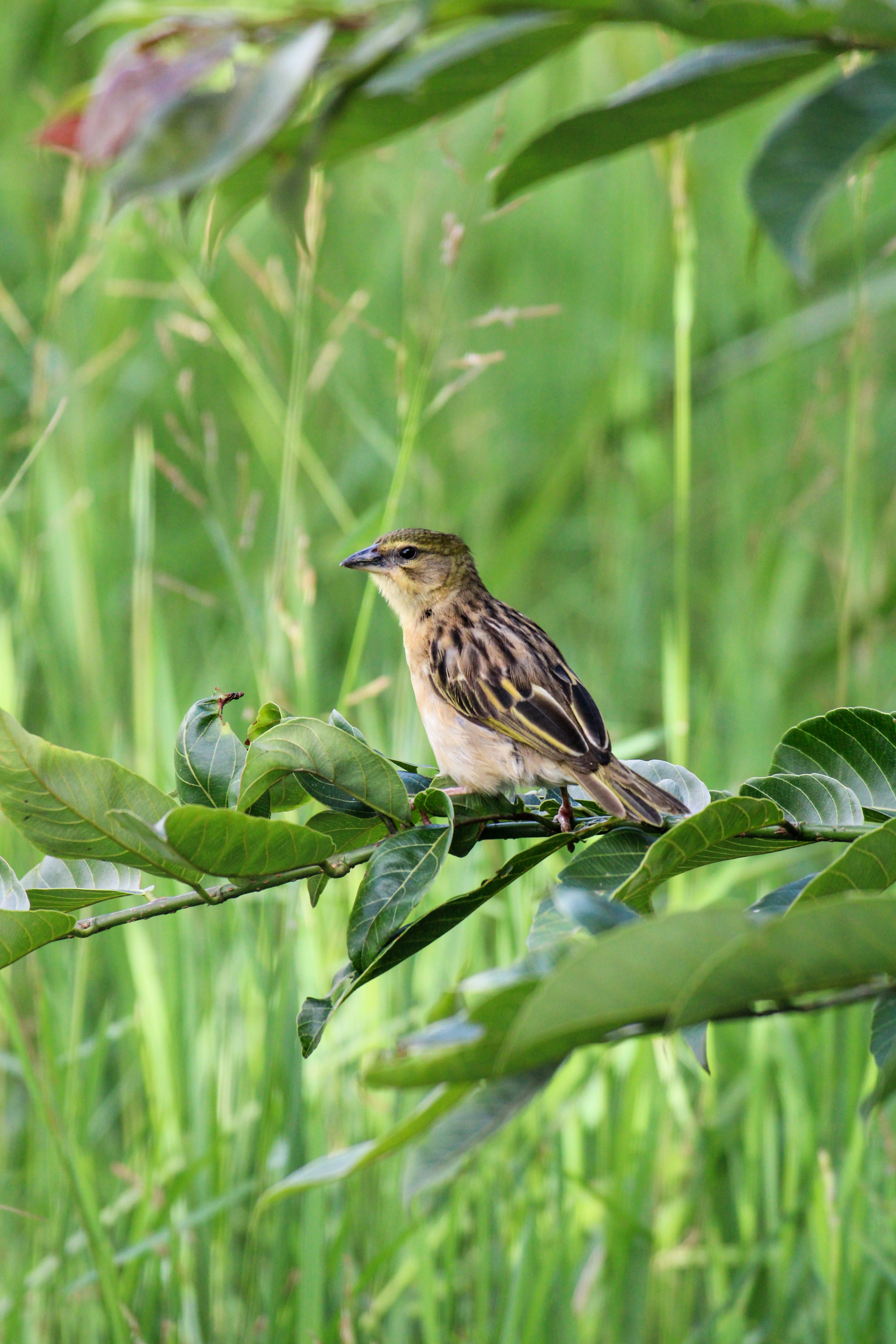 Photo by ankit_pai_n