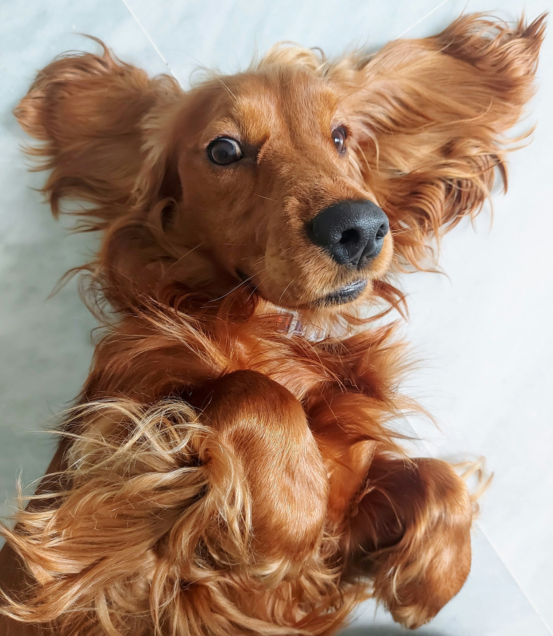 A small brown dog sitting on top of a bed