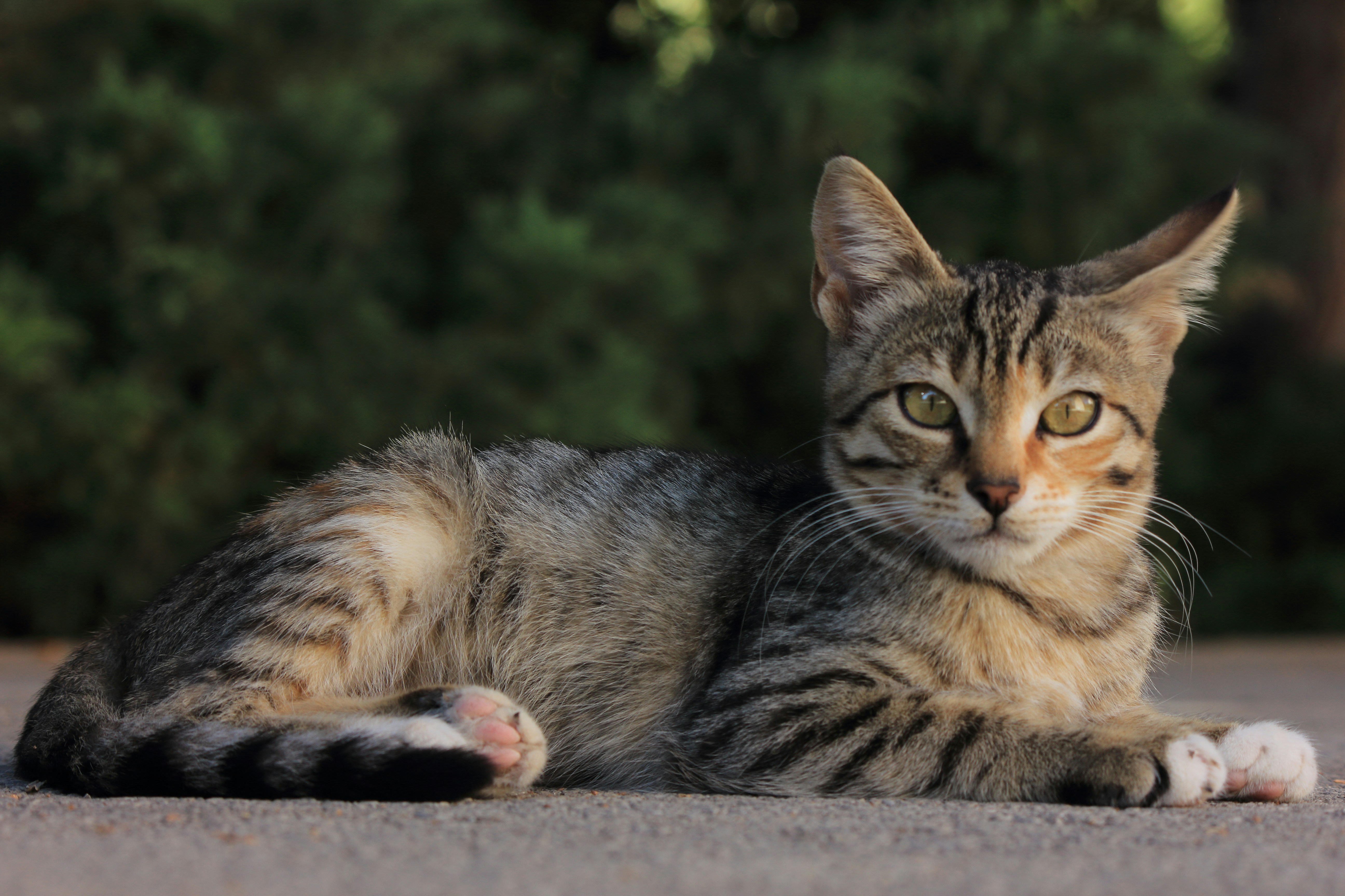 Photo by cengizozarpat