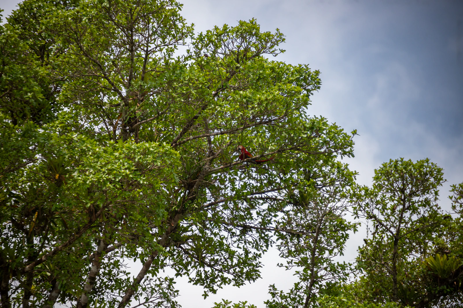 Feria Itinerante de los Yungas — Café y Cacao 2024