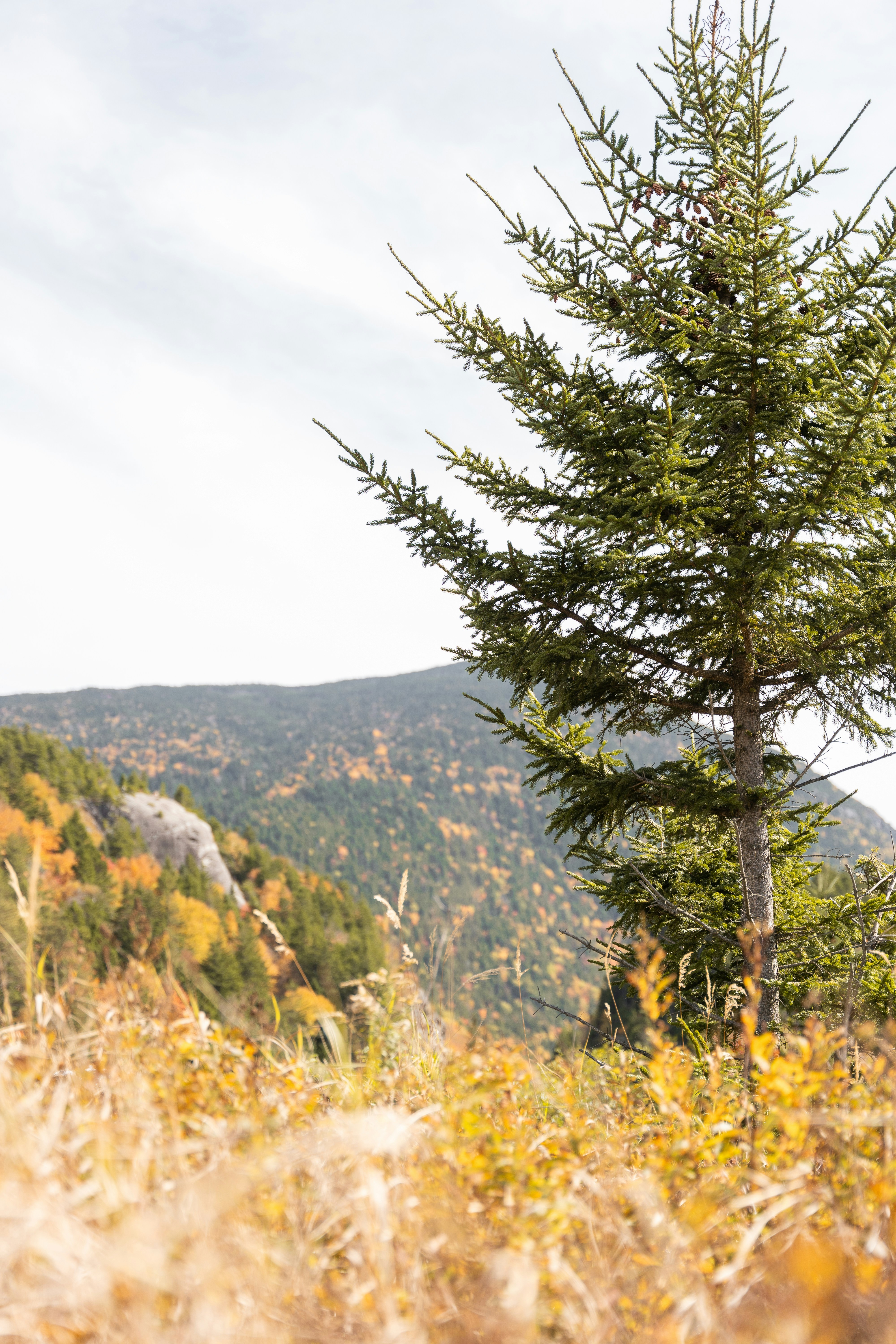 A lone tree in a field with mountains in the background