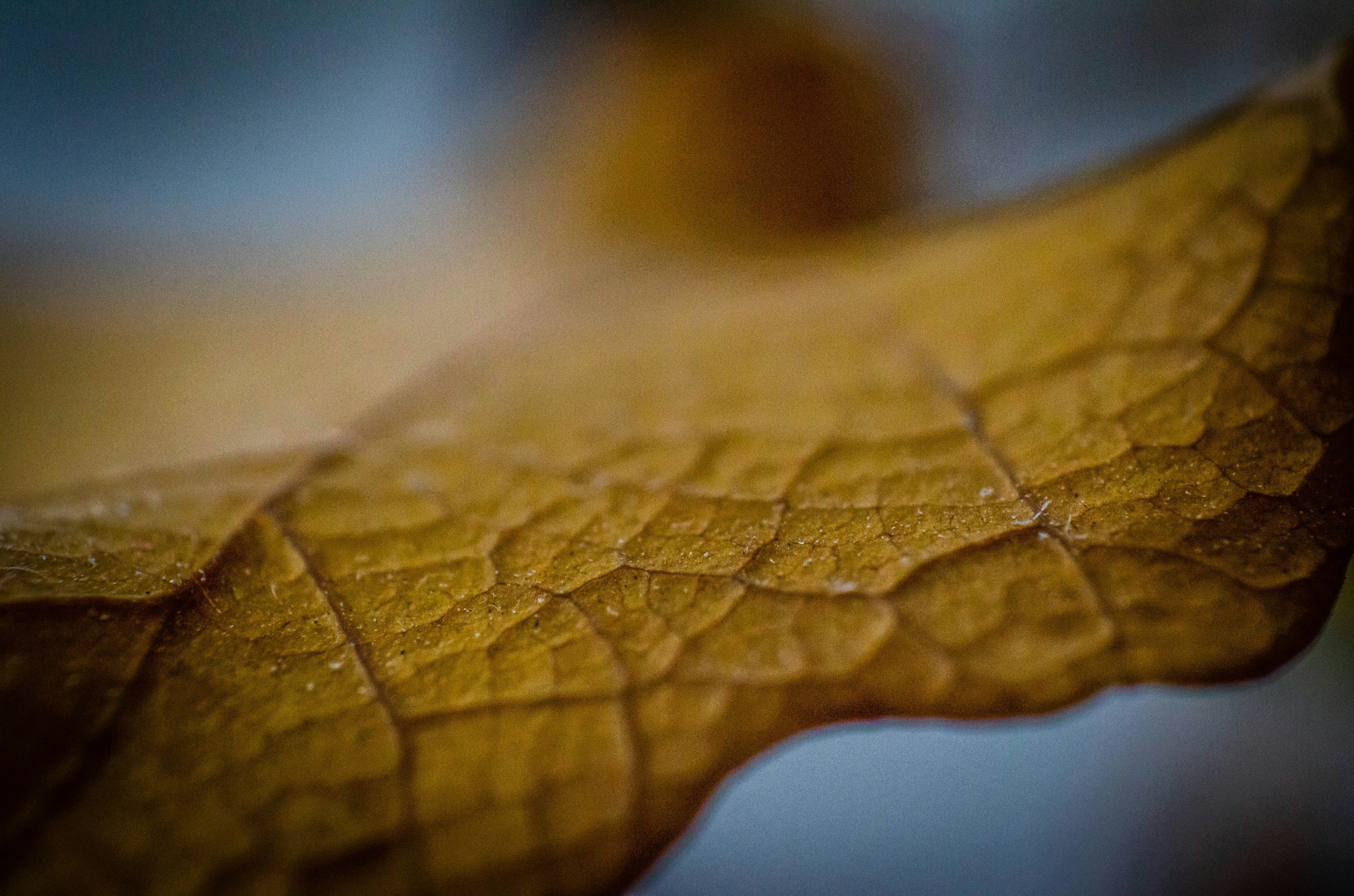 Photo by andrilliardbond