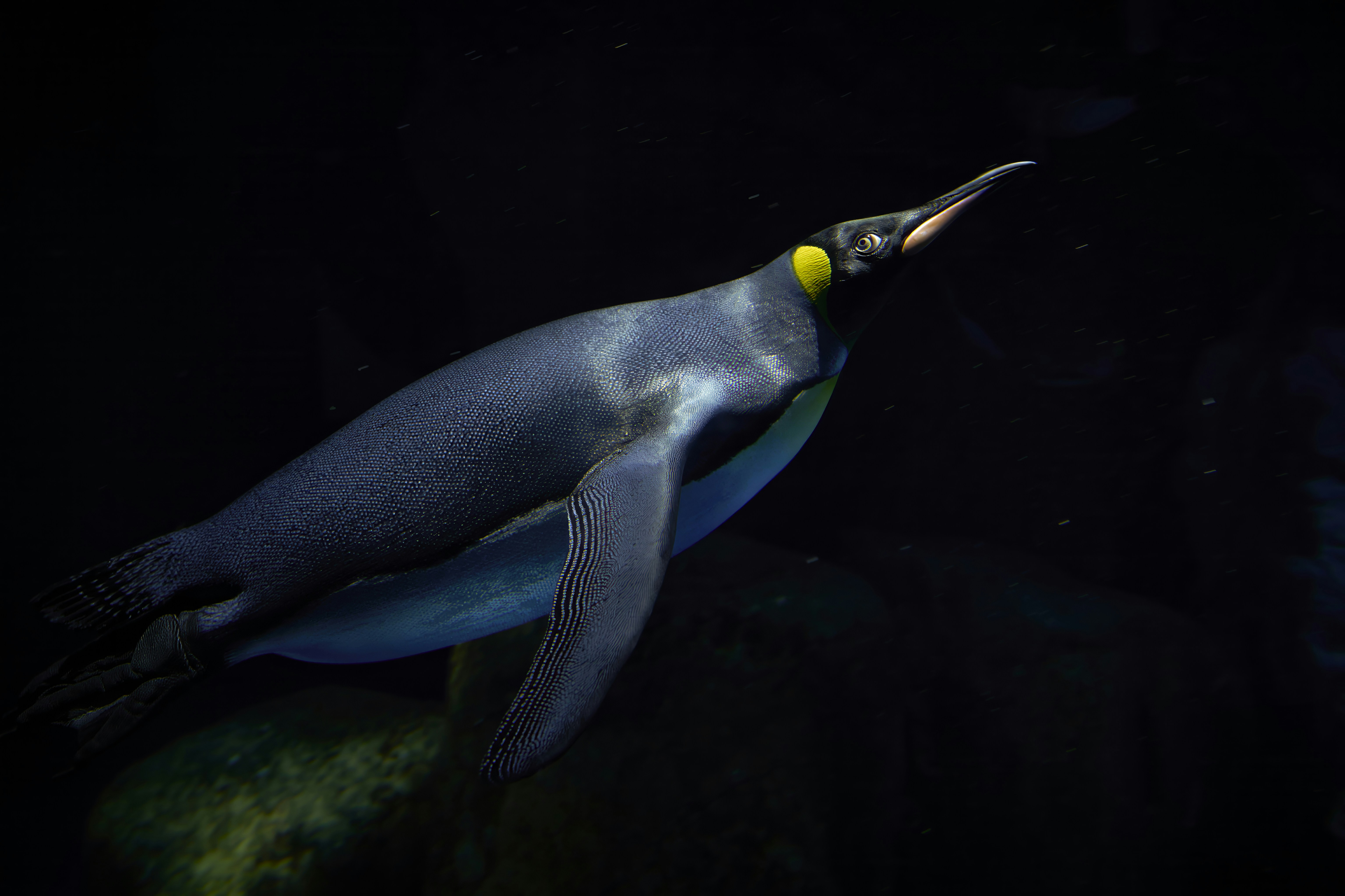 Selective focus photography of king penguin photo – Free Animal Image on  Unsplash, image size:3000x2000