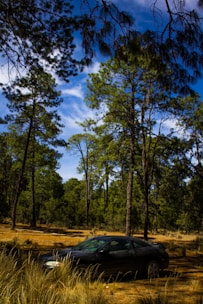 A car parked in the middle of a forest