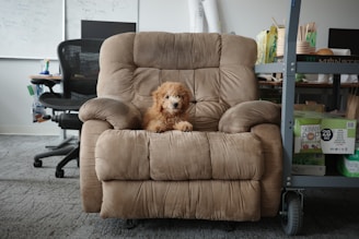 A dog sitting in a recliner chair in an office