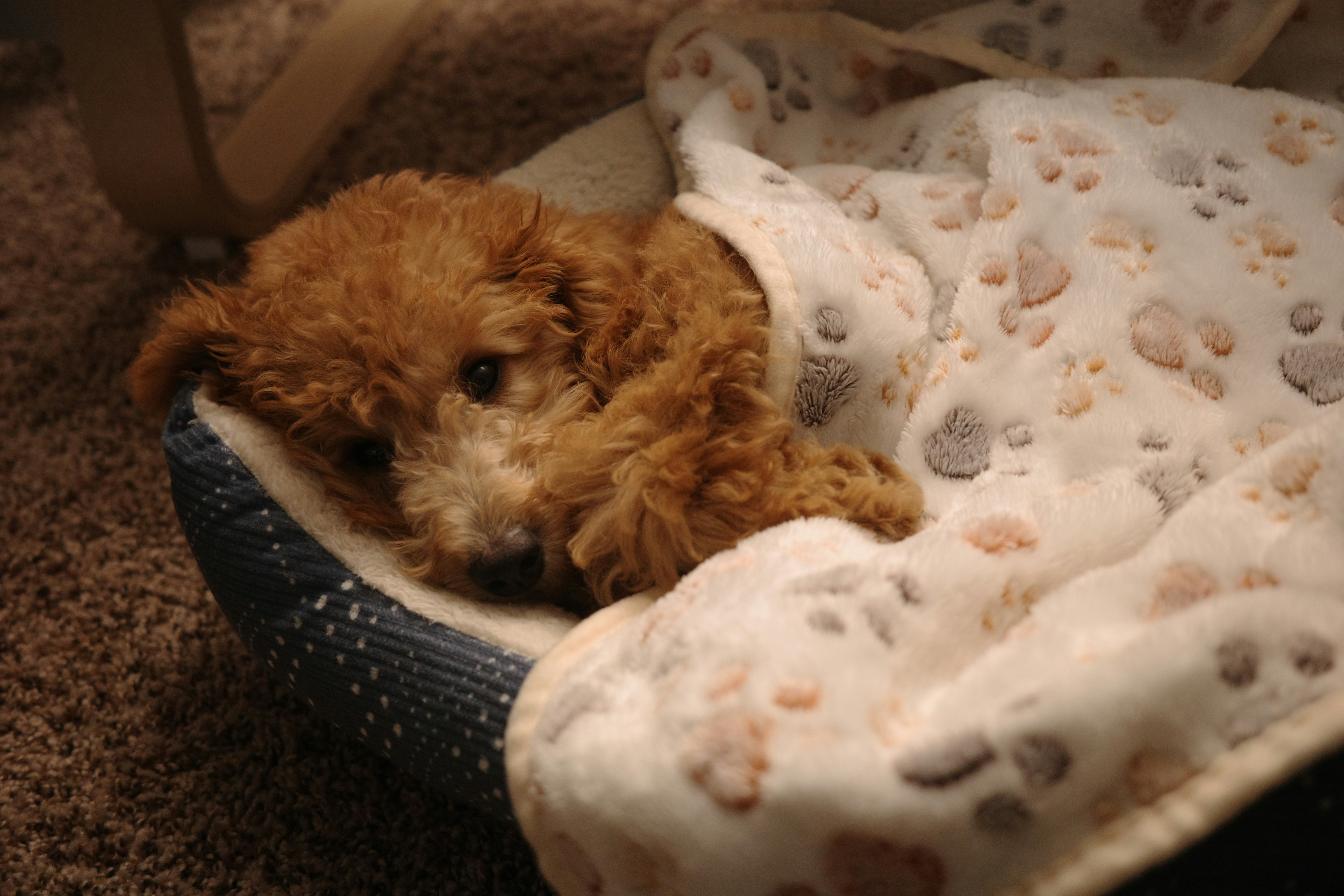 A small brown dog laying on top of a bed
