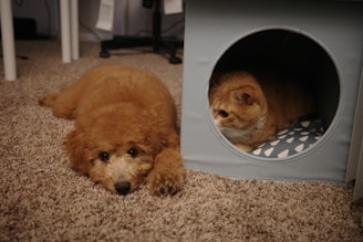 A dog laying on the floor next to a cat