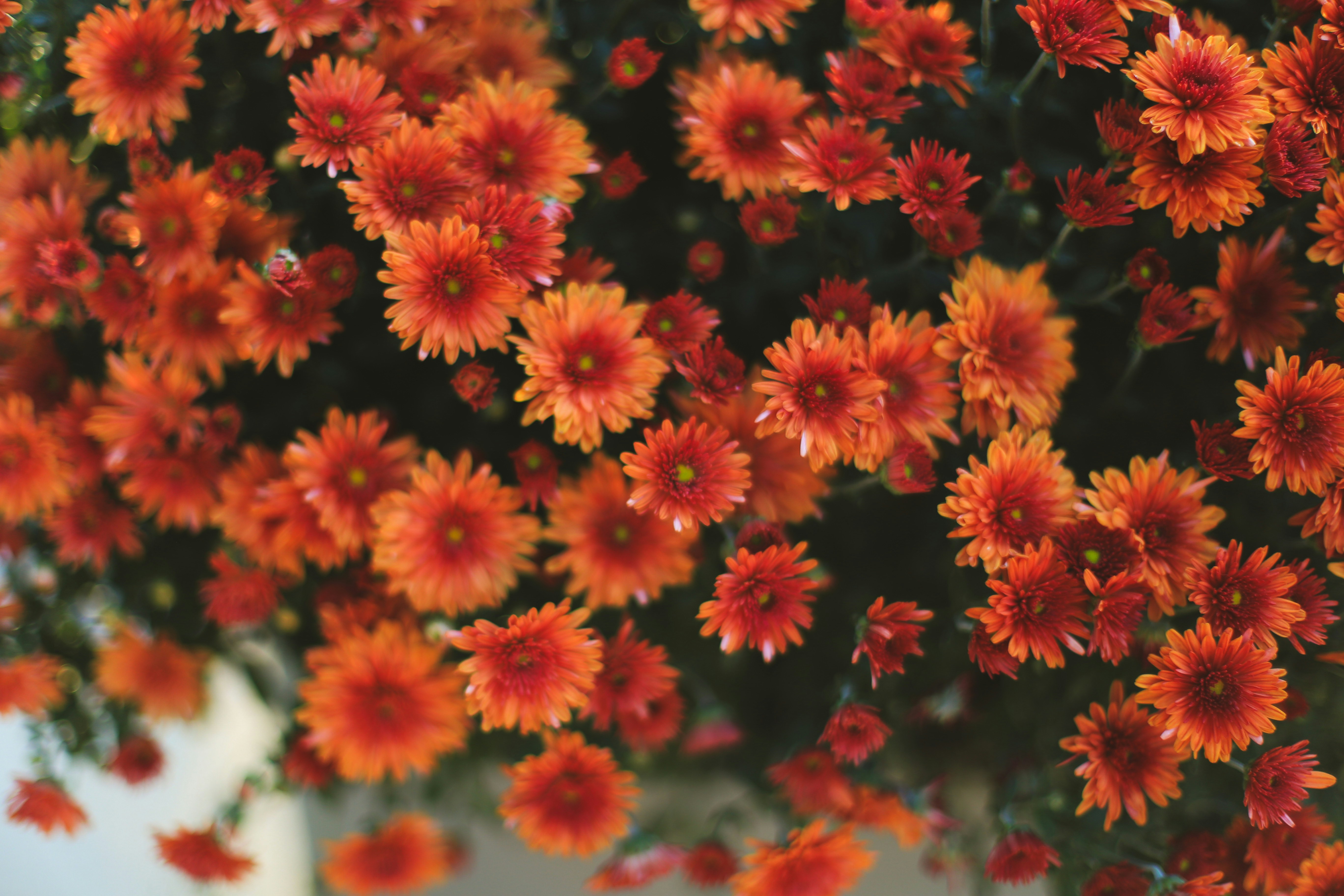 Photo by jessicalfadel