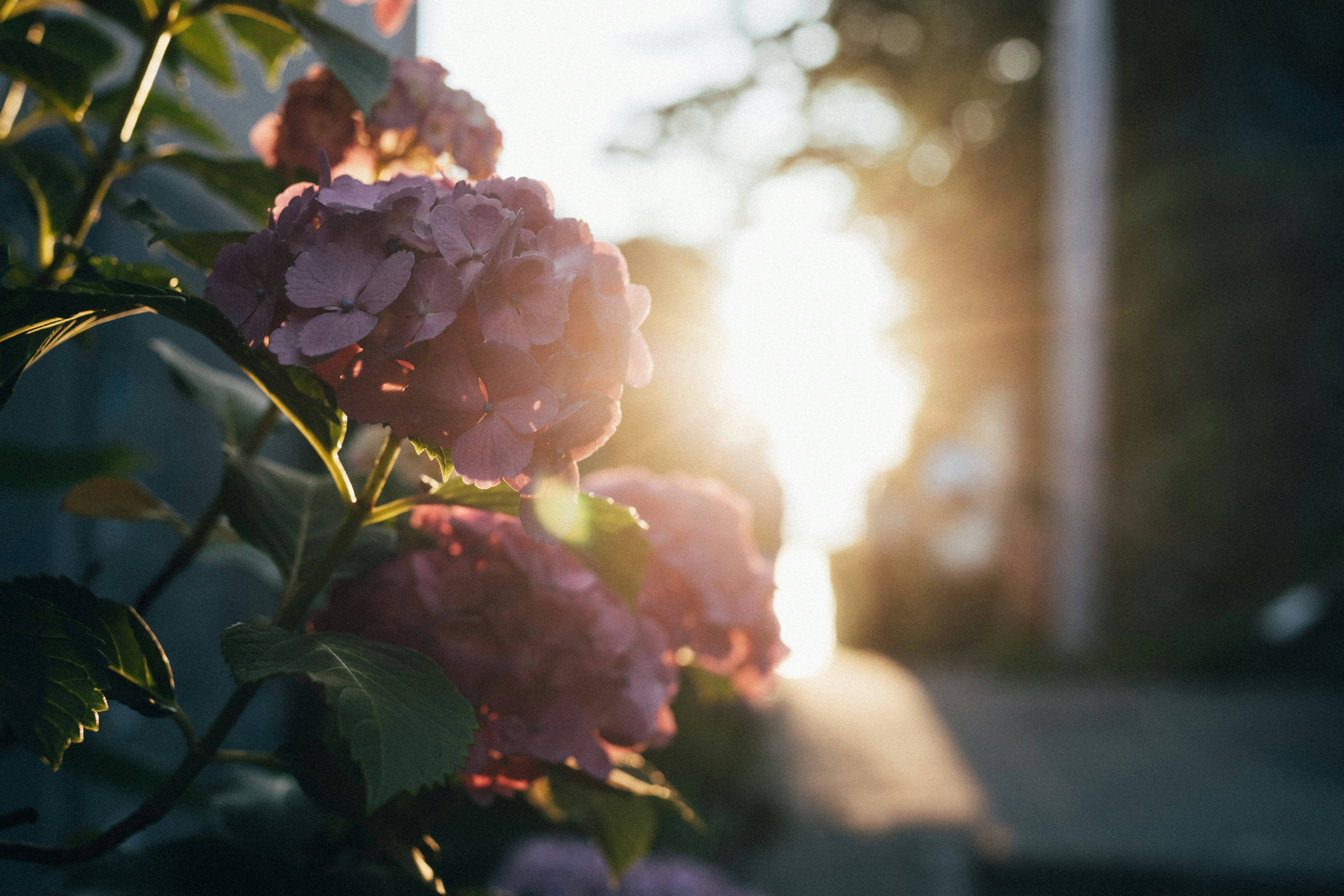 Photo by tsuyoshikozu