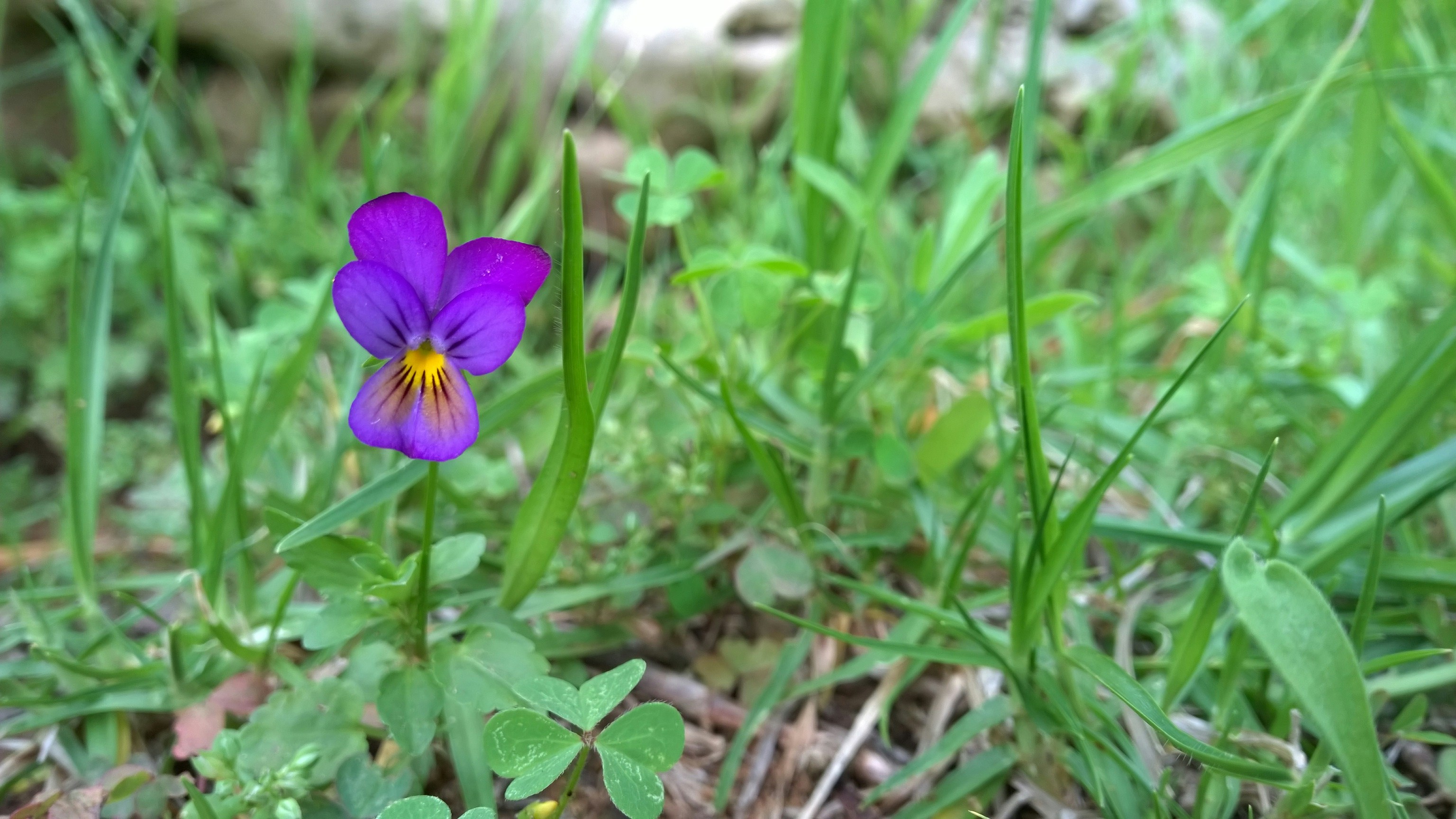 Photo by lisakvictor