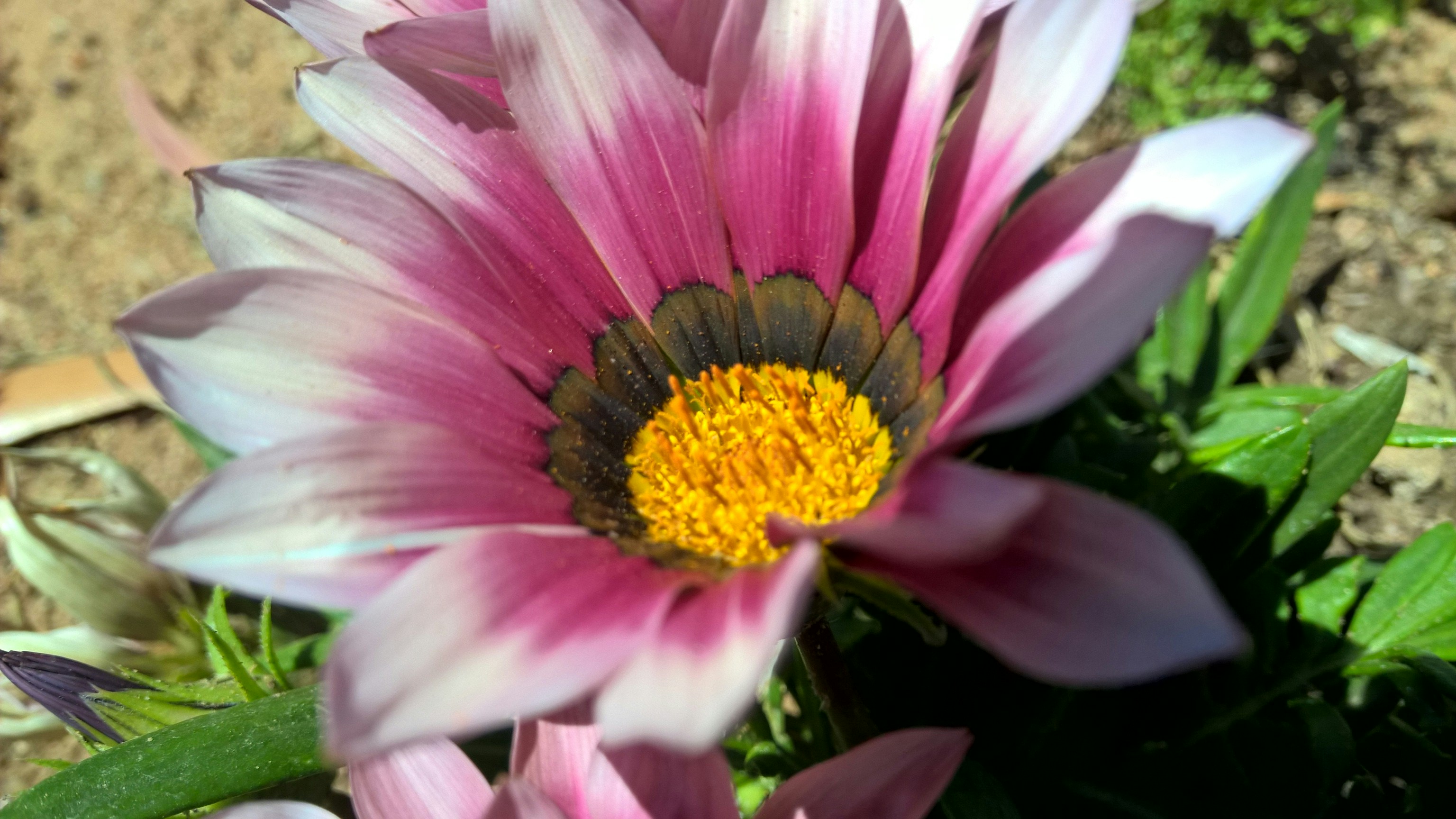 Photo by lisakvictor