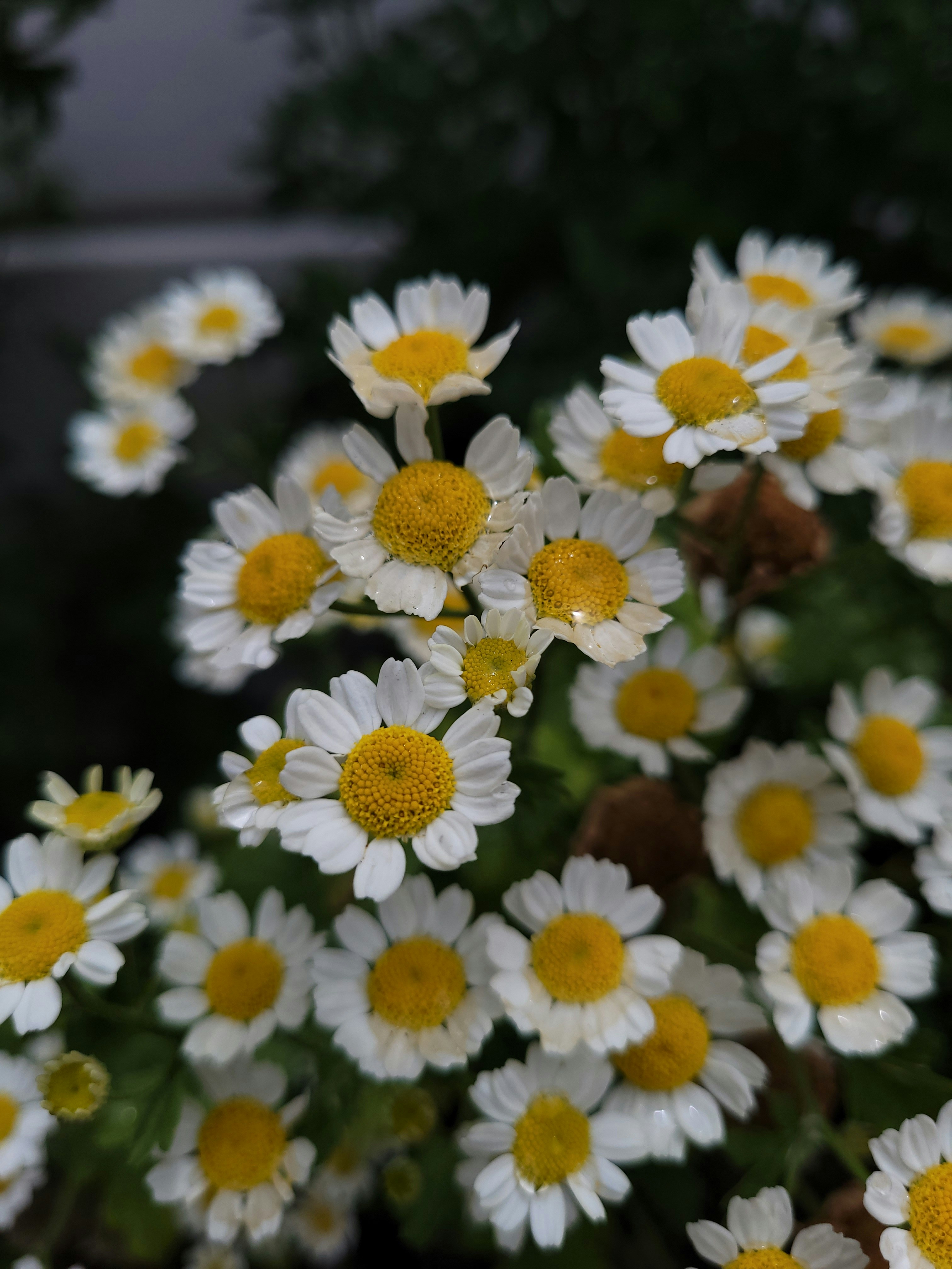 Photo by lisakvictor