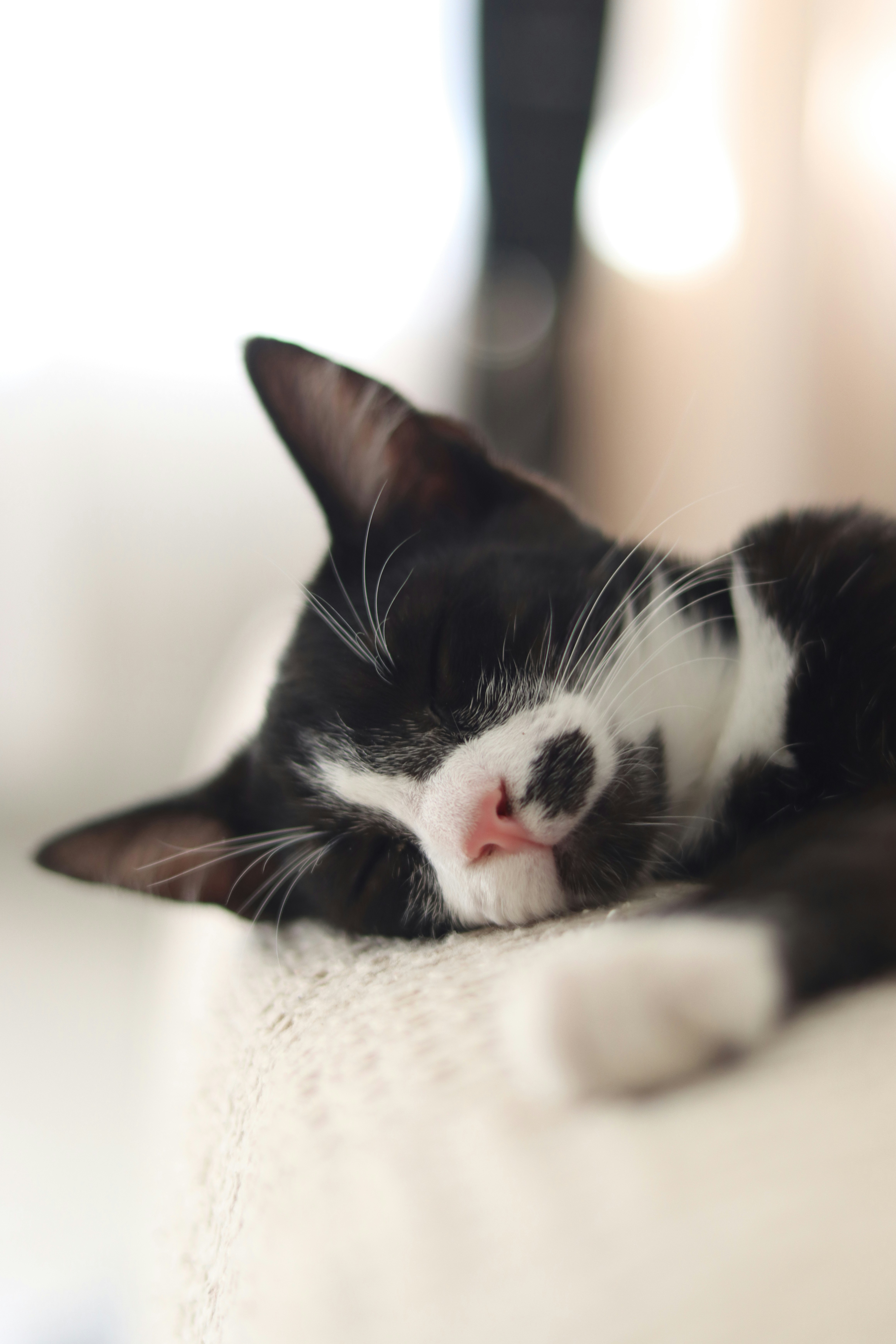 Photo by lisakvictor